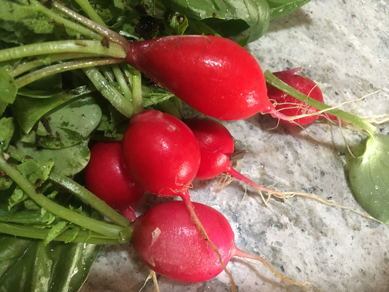 Picked July 27...even cuter today! 