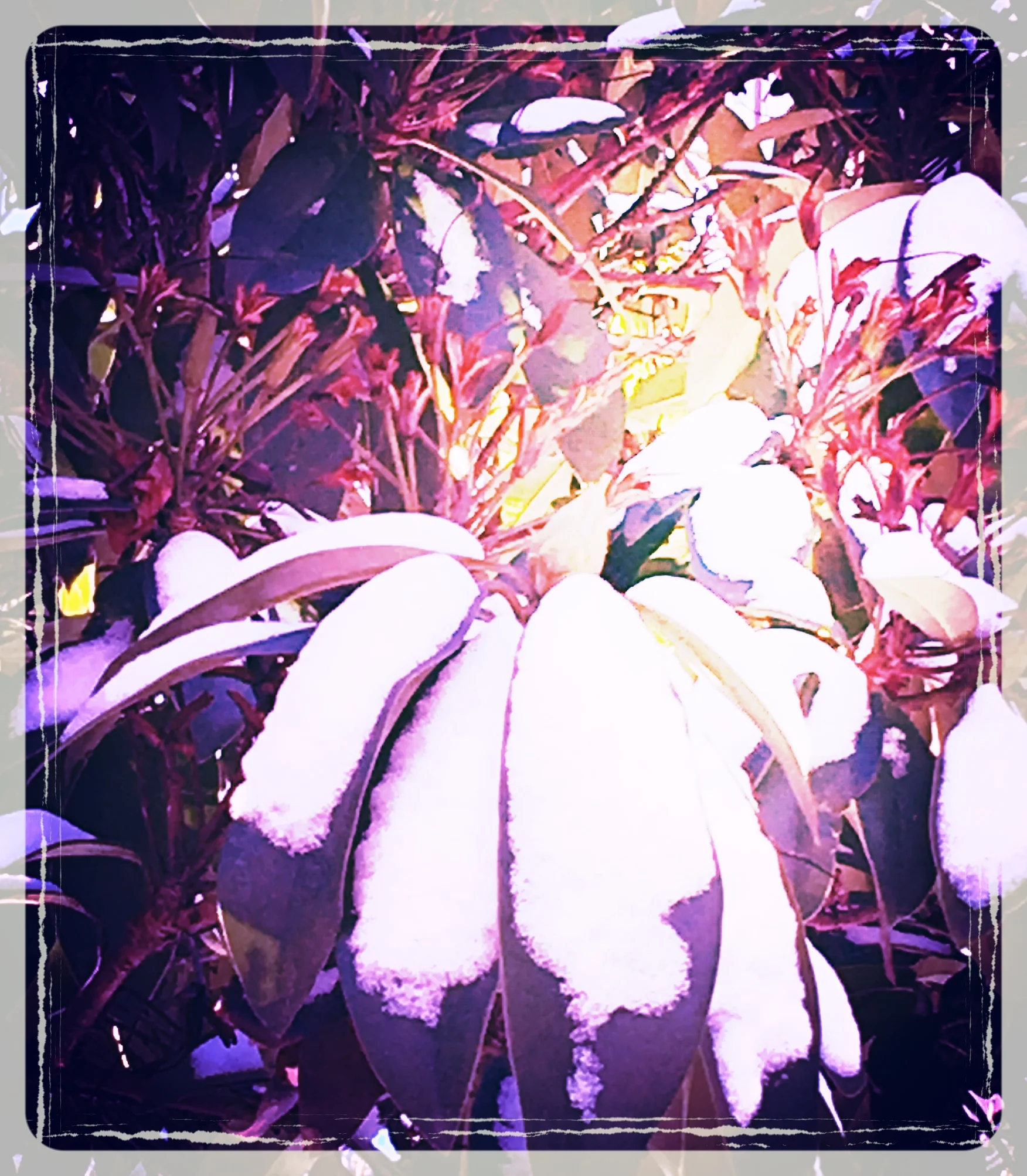 The February sunshine...