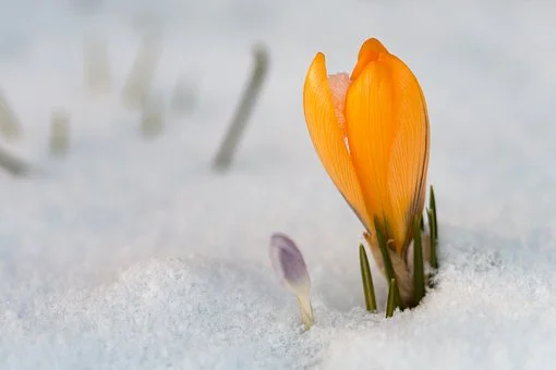 flower in snow2.jpg