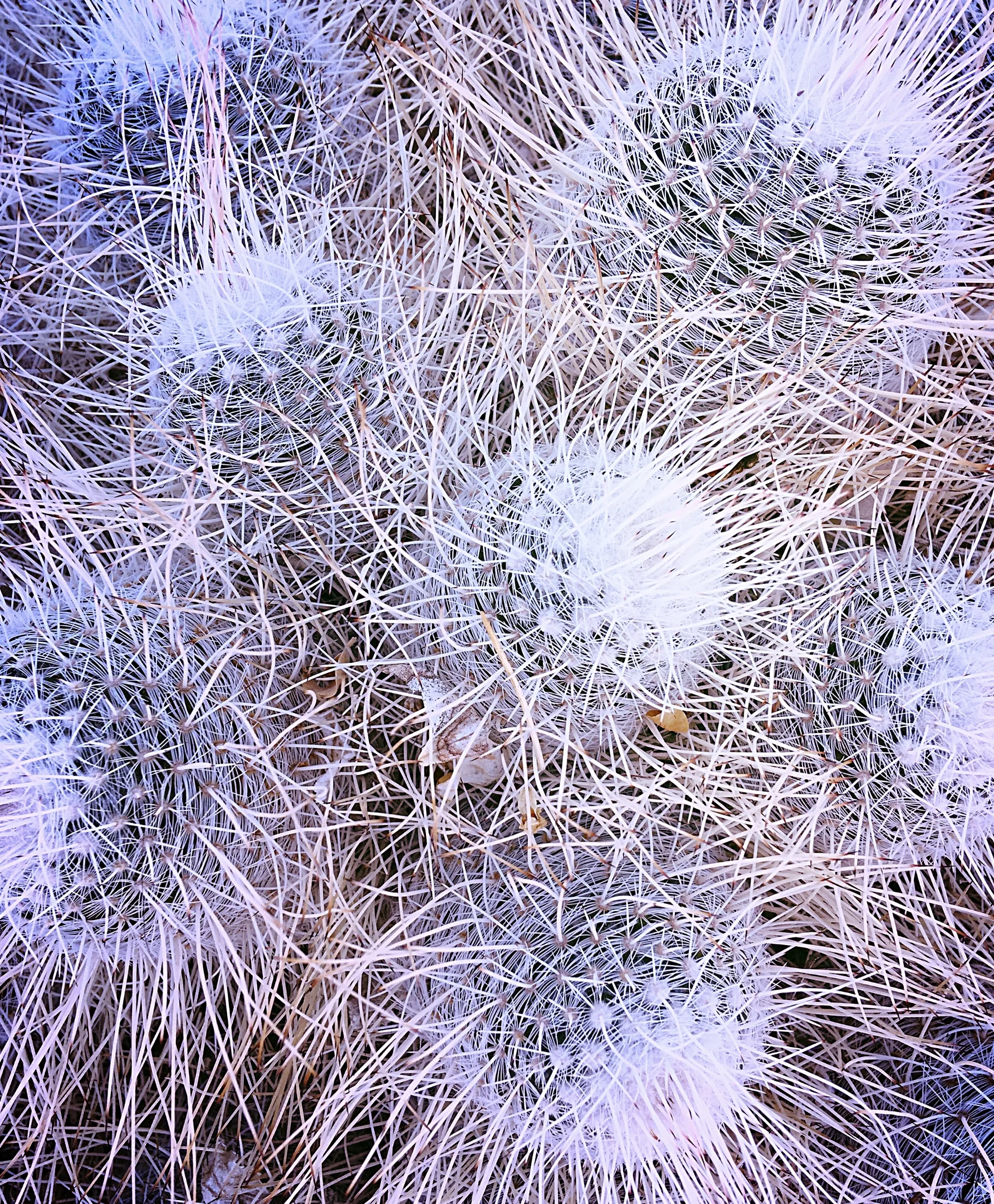 Postcards from the Desert