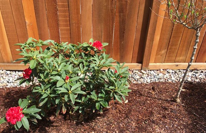 plants-blooming.jpg