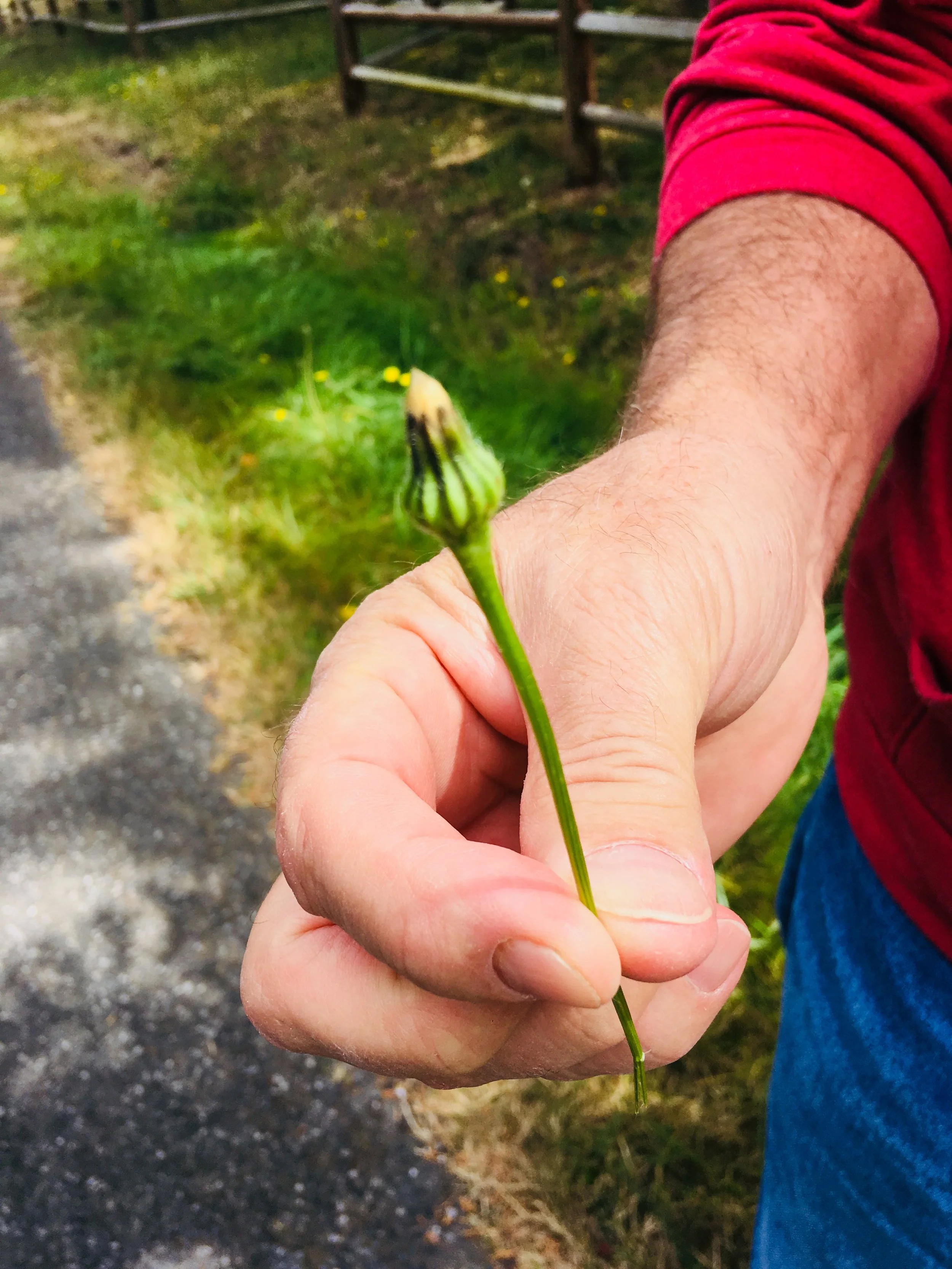 A Nipplewort. Guess why.