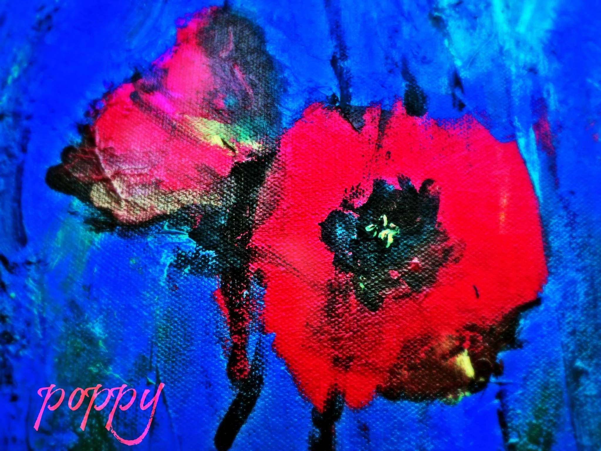 red poppies on blue.JPG