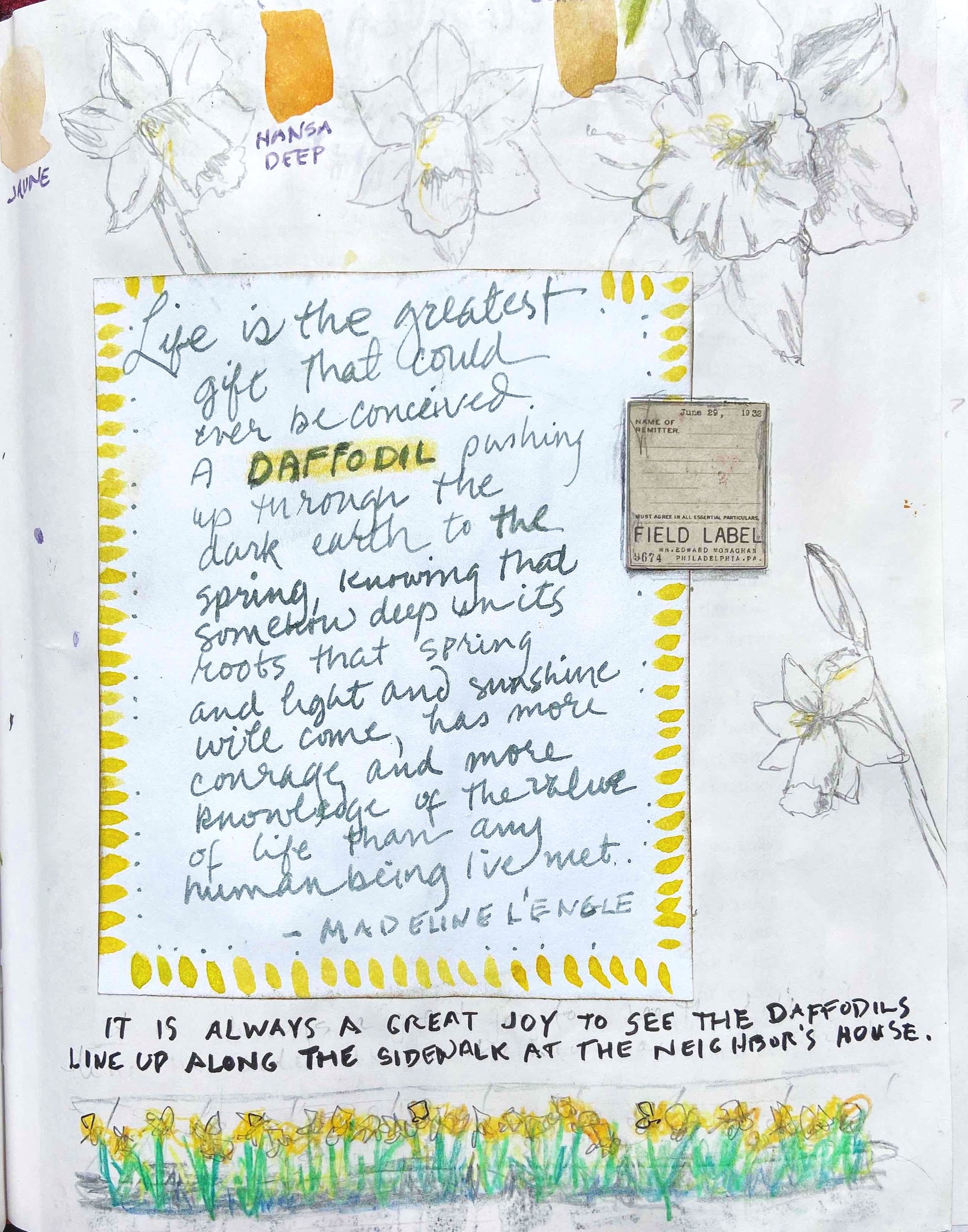 daffodil+sketches.jpg