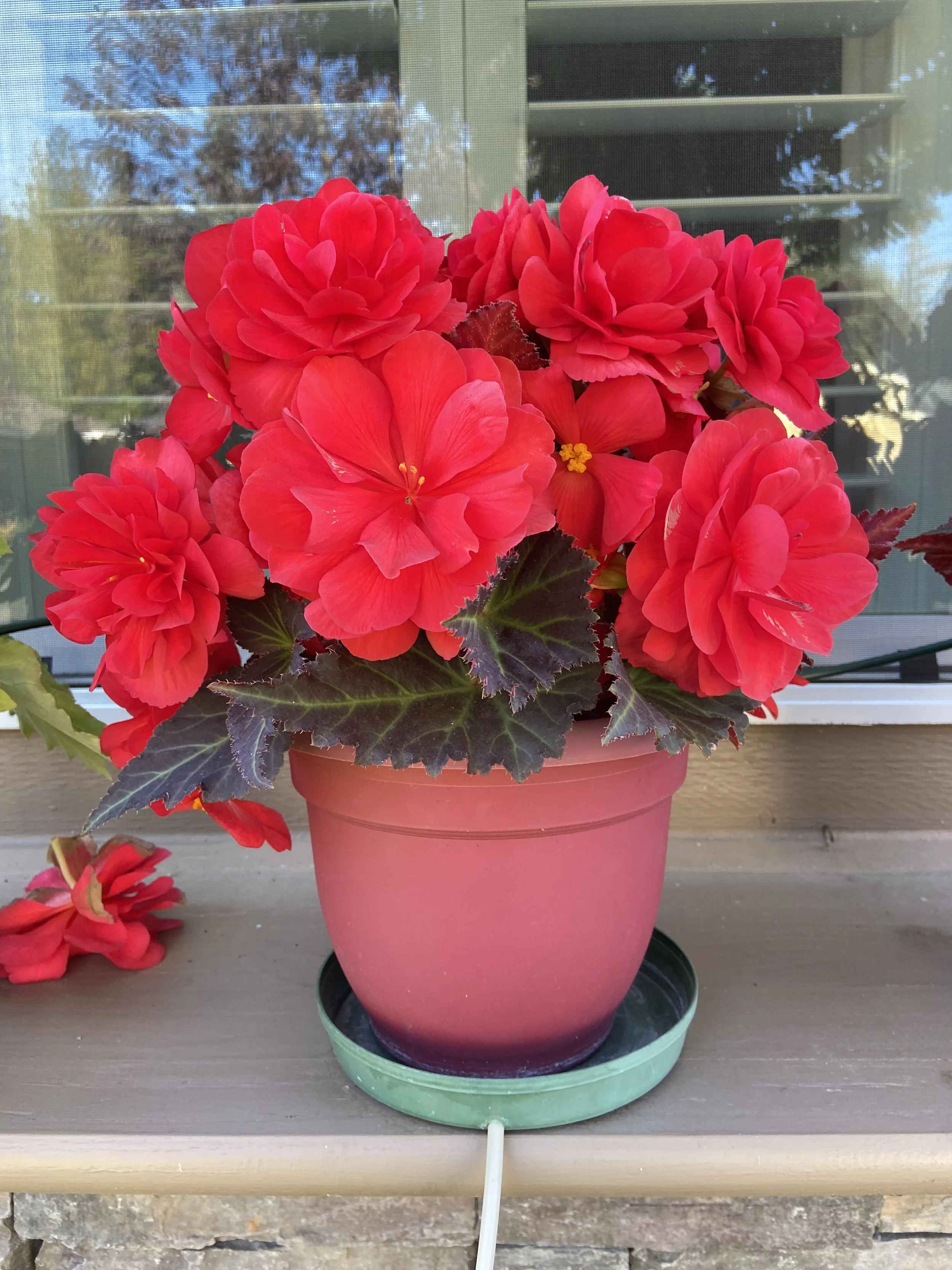 Hanging on to summer. 