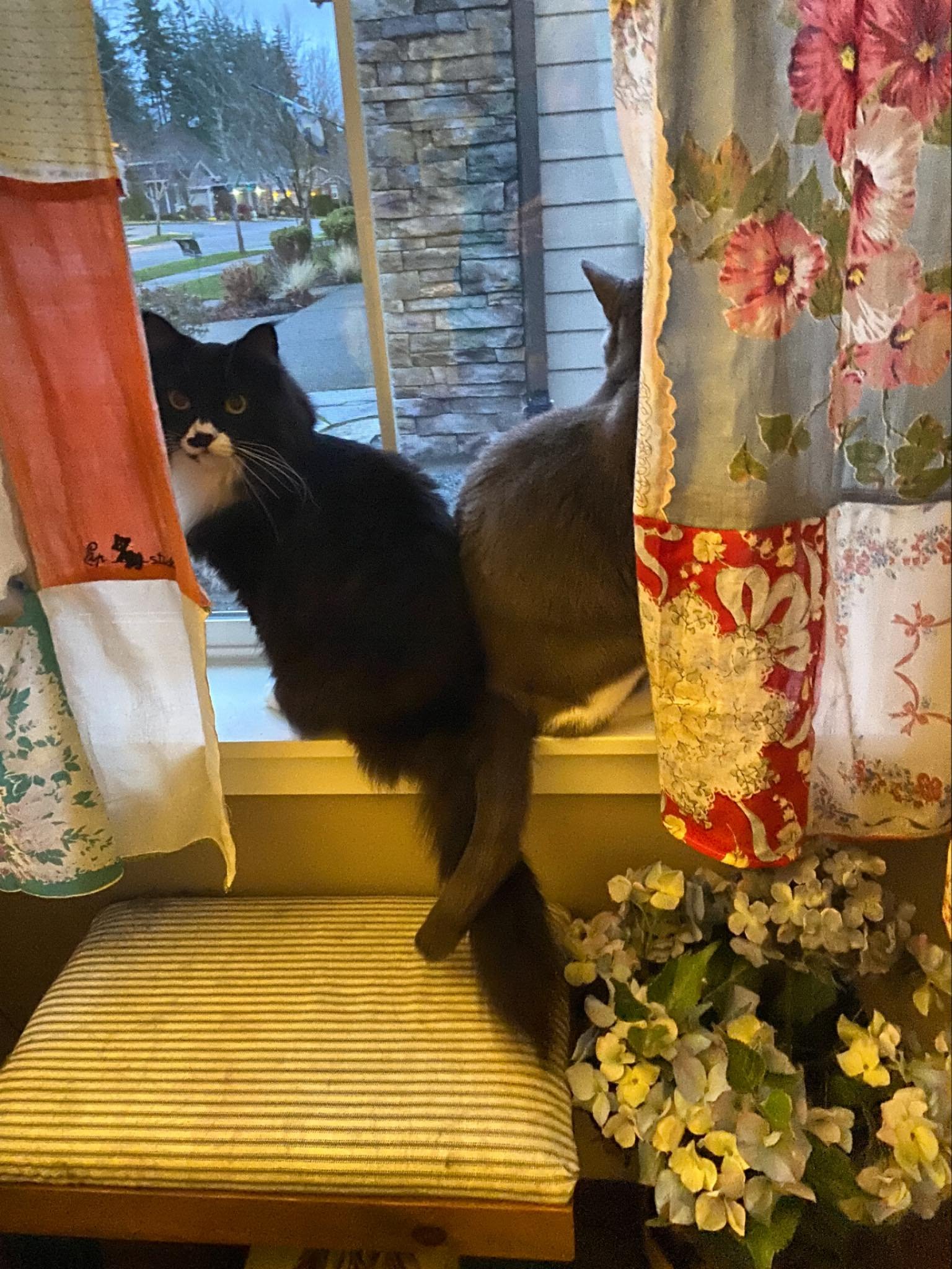 Morning glories, Ava and Toby