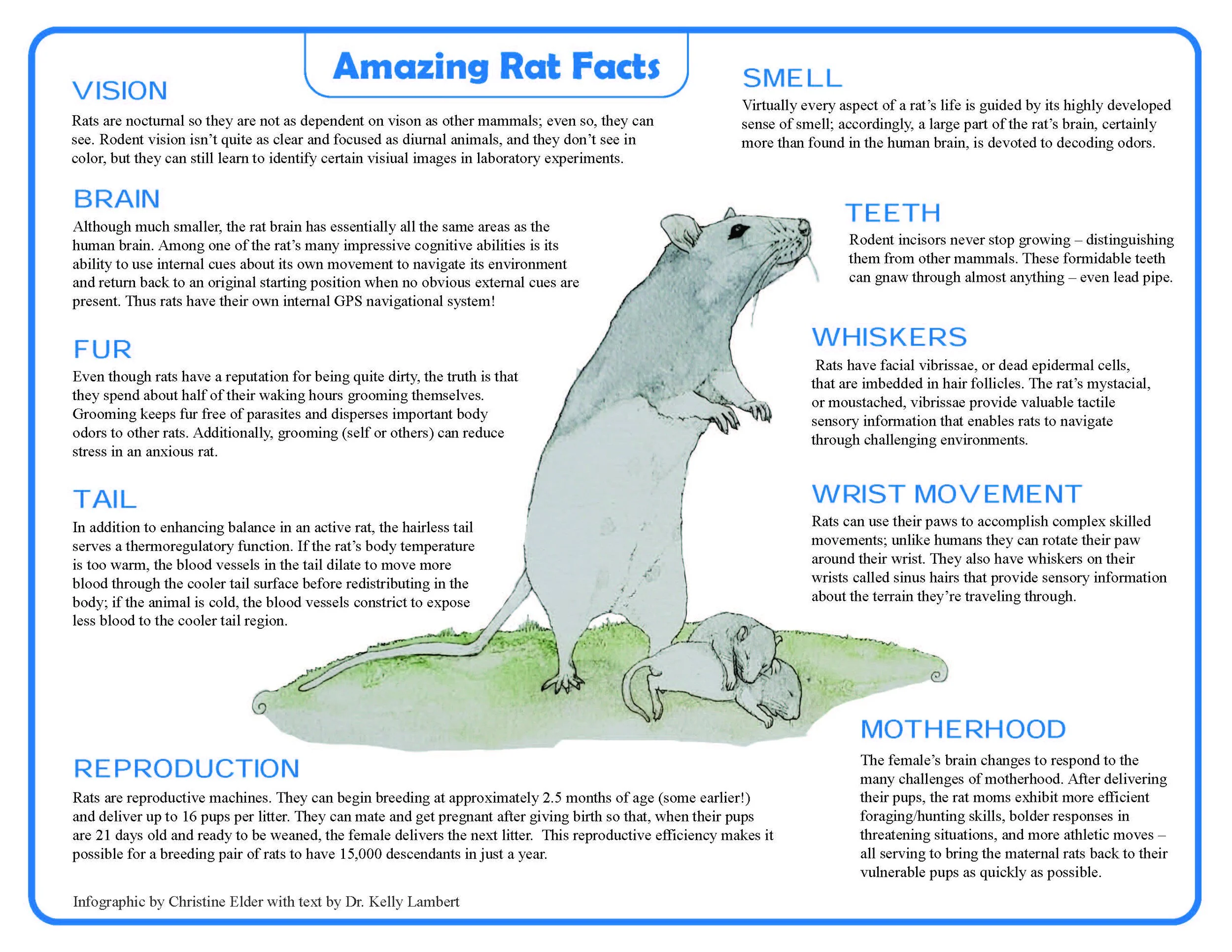 Facts About Wild Rats _ Rats Facts For Kids – ULON