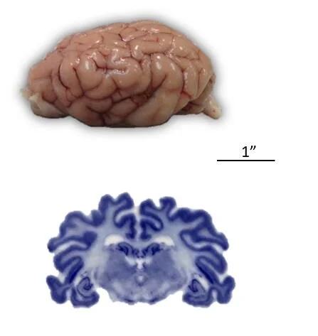 Research by Dr. Lambert — Lambert Behavioral Neuroscience Laboratory