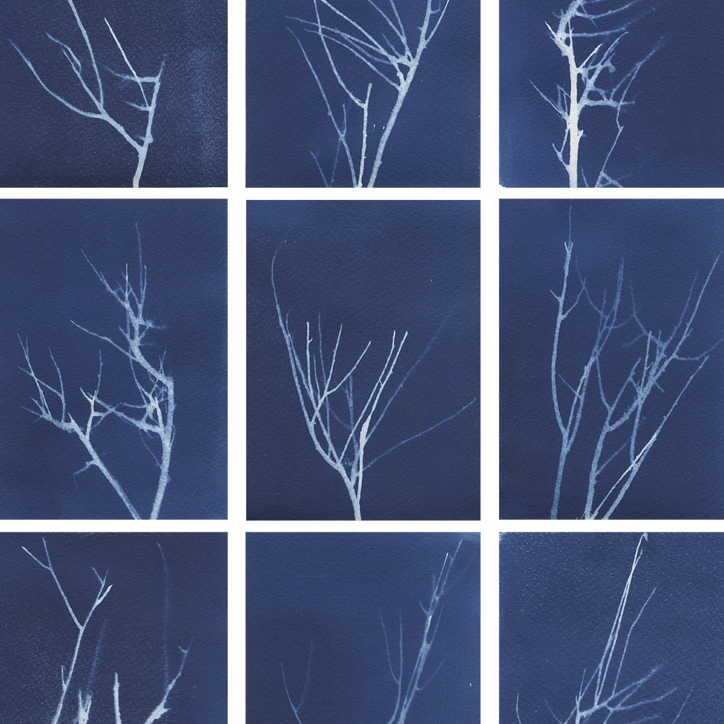 Sagebrush Cyanotypology 1