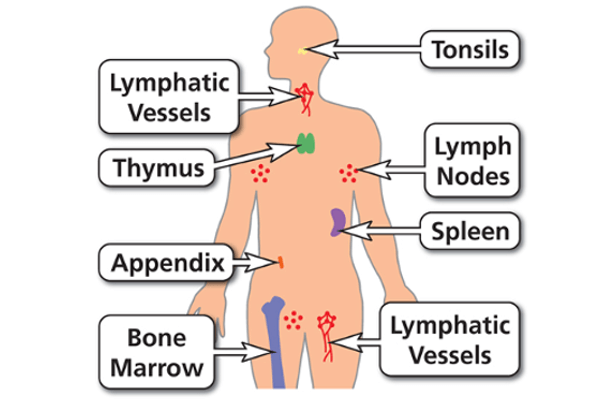The immune system