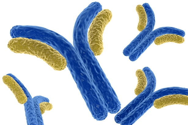 Antibodies