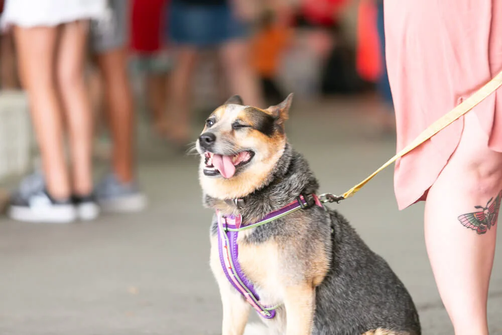 Dog.jpg