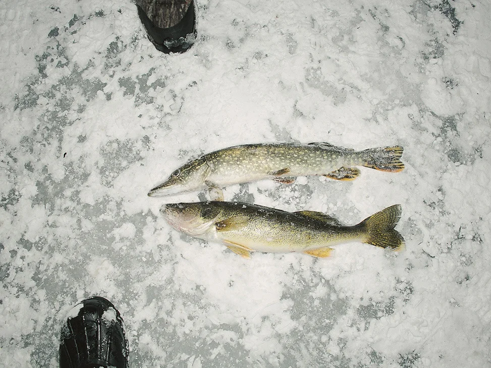 Image-9_973.jpg