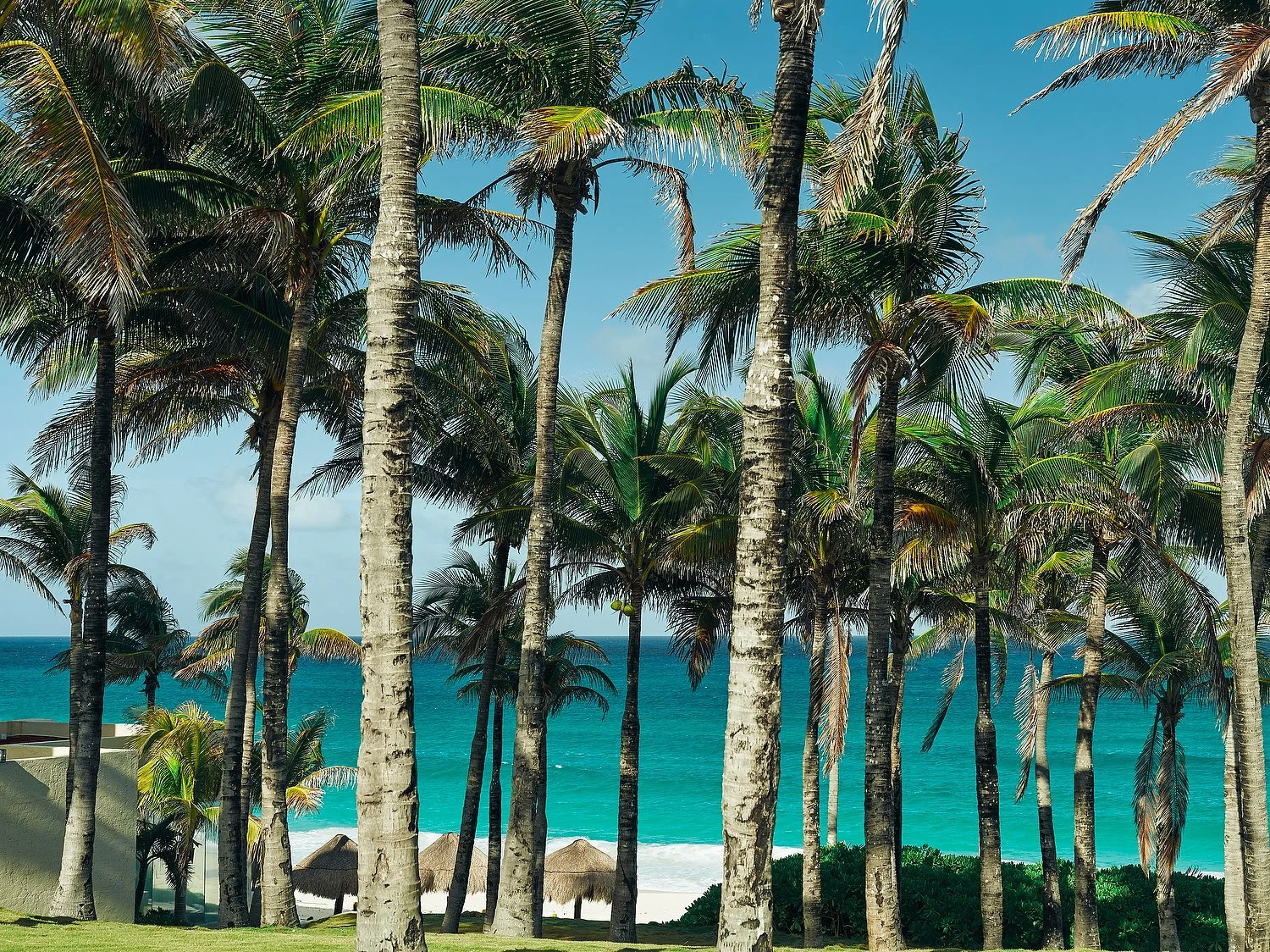Westin Cancun palm tree grove.JPG