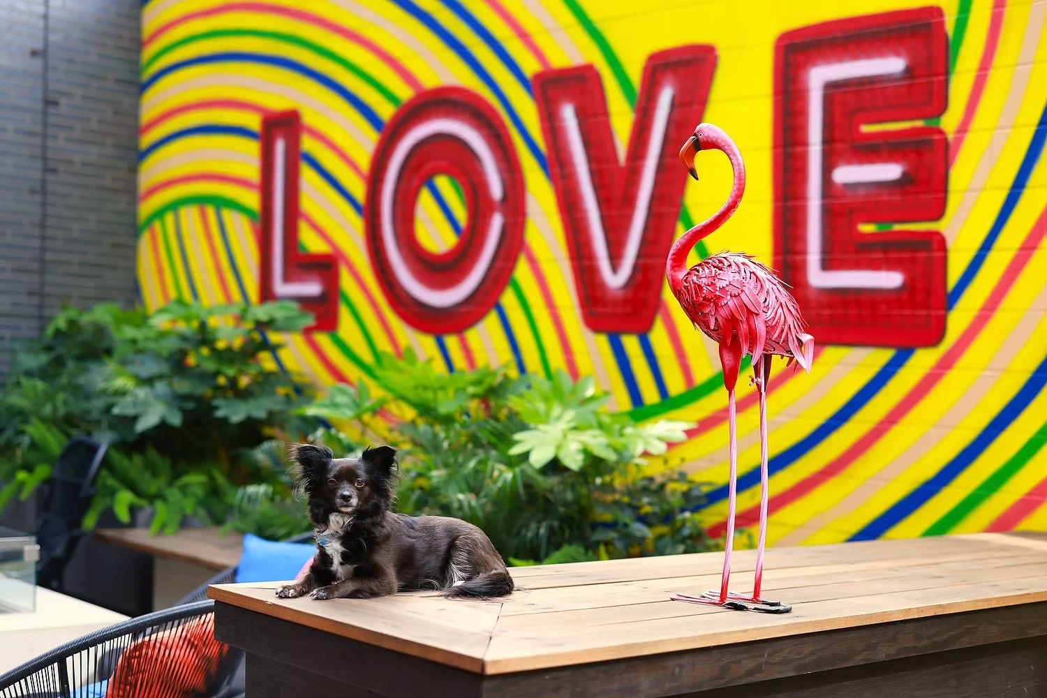 Austin Moxy dog outside on patio.JPEG