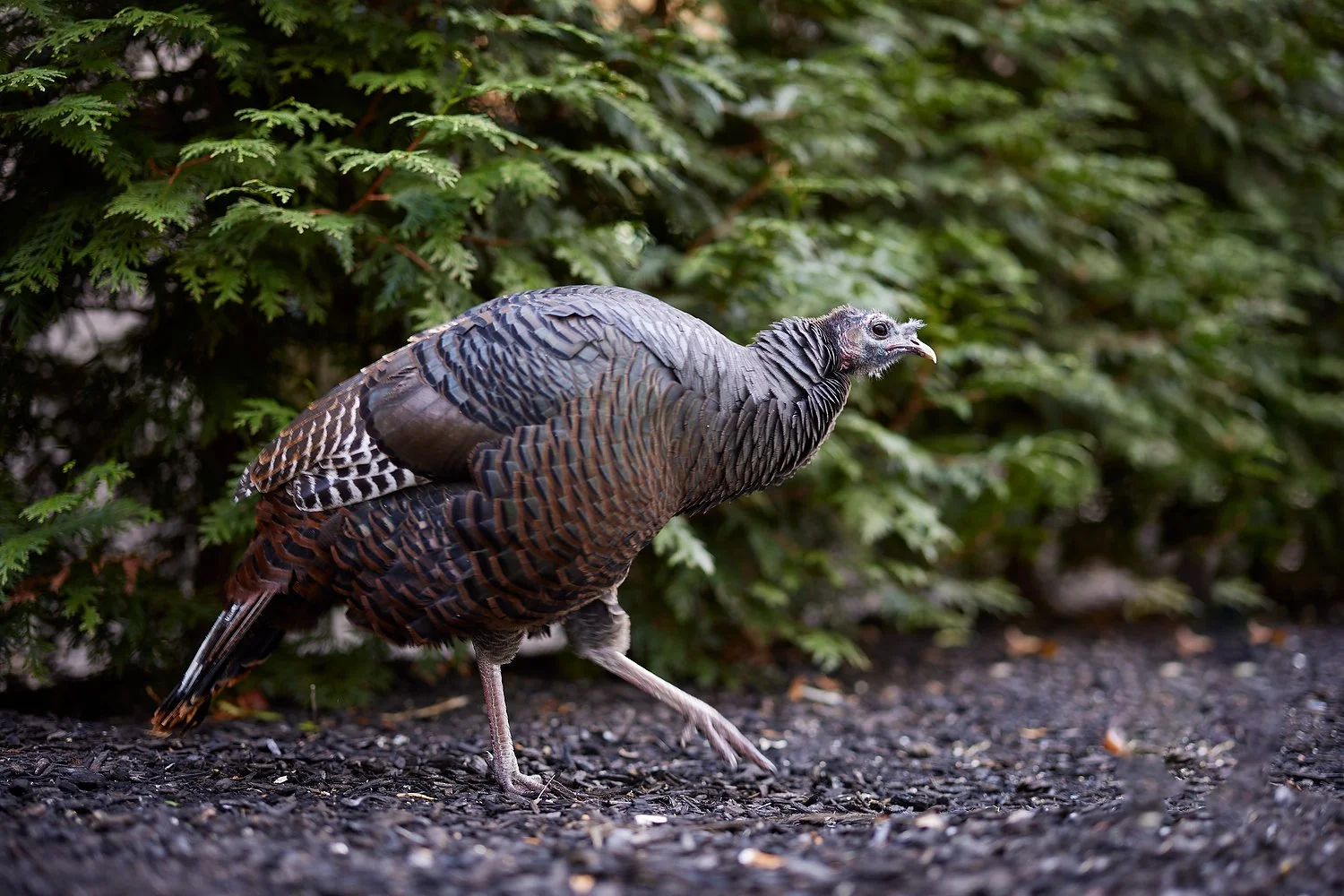 Boston Denham turkey.JPEG