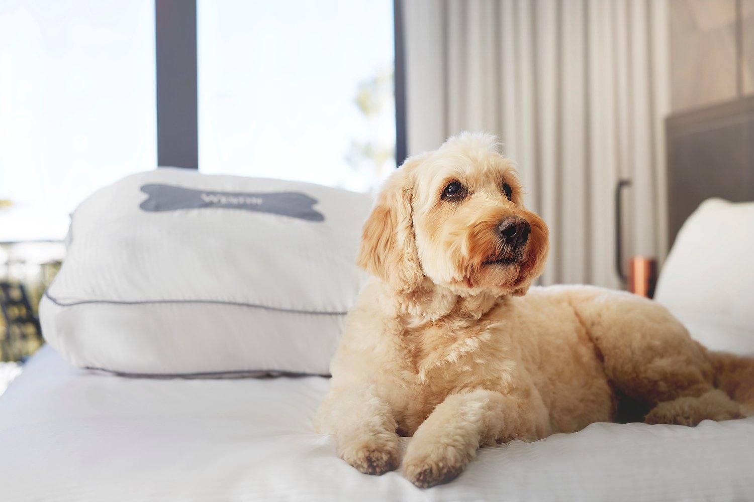 Mammoth Westin dog bed.JPEG