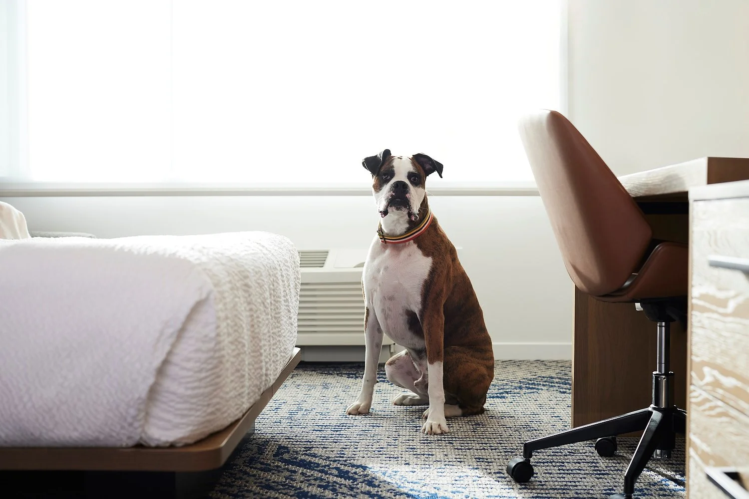 SHE_ERISI_room_809_pet_friendly_extra.JPG