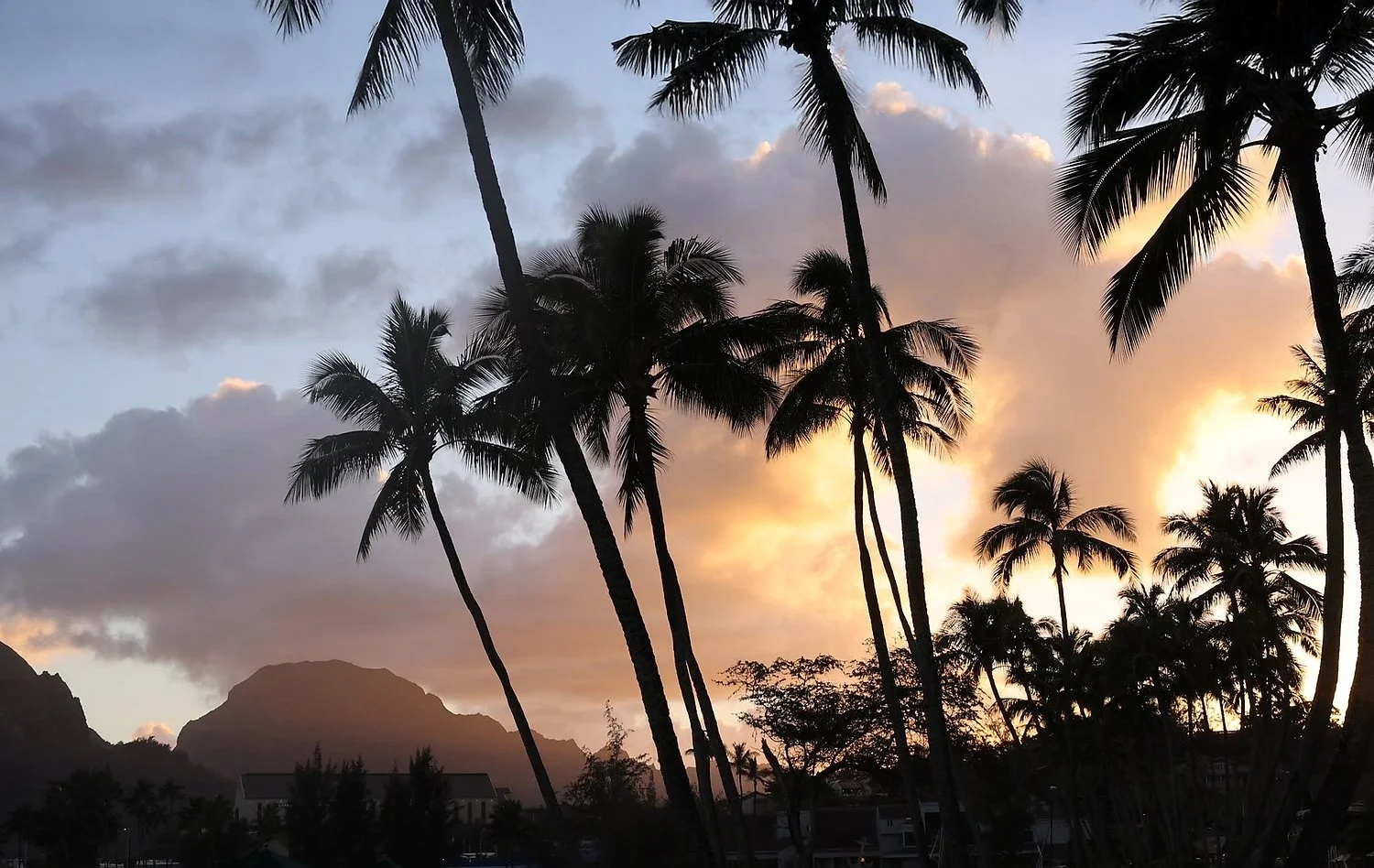 palms if yo u can find one second smooth copy.JPG