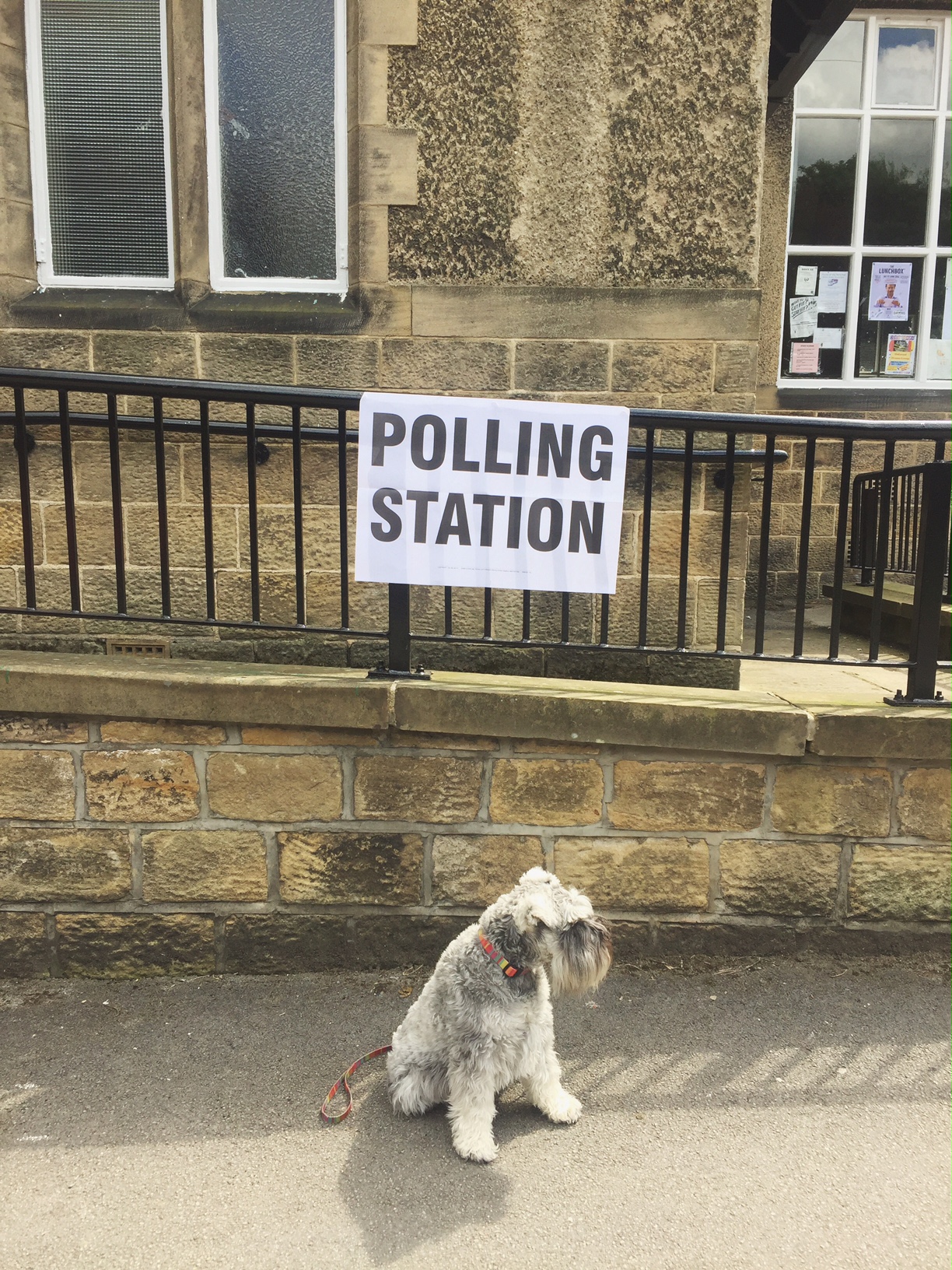 #dogsatpollingstations was my fave thing as always