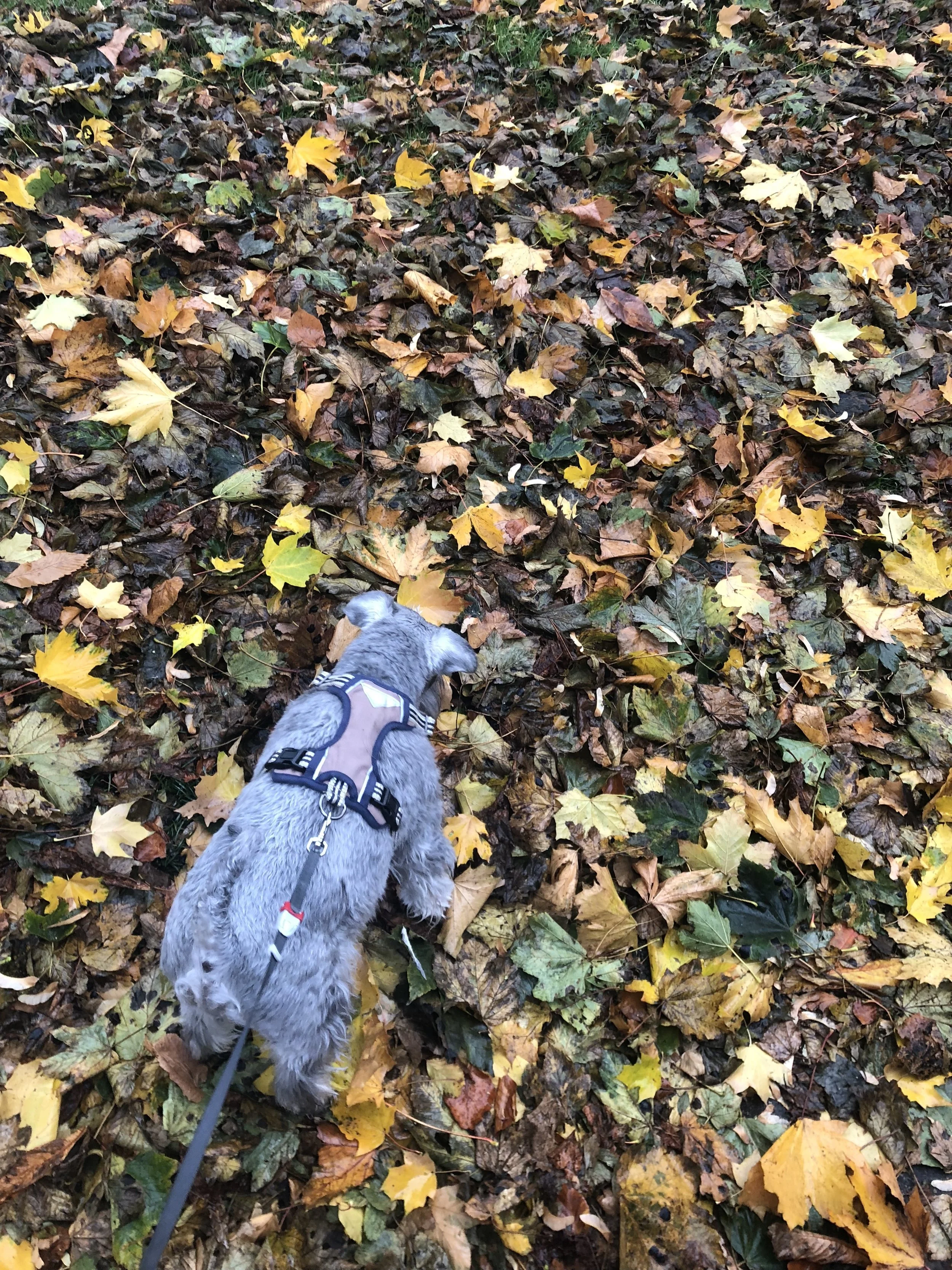 this was us at 7am this morning - your dogs poop tells you so much about how they are!