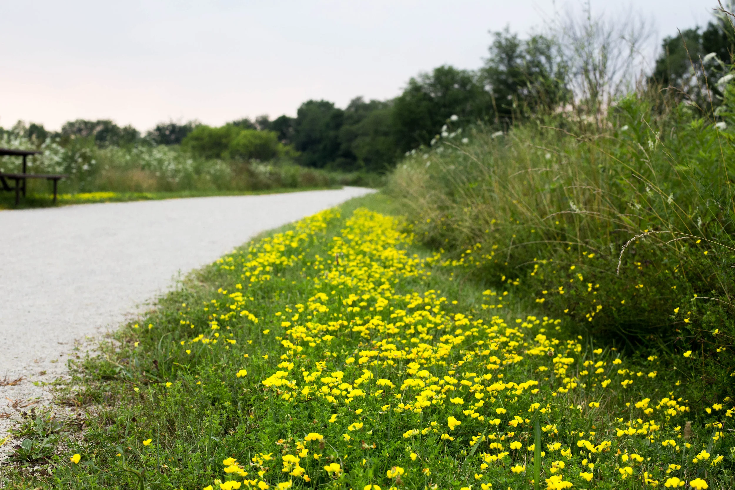 yellow path.jpg