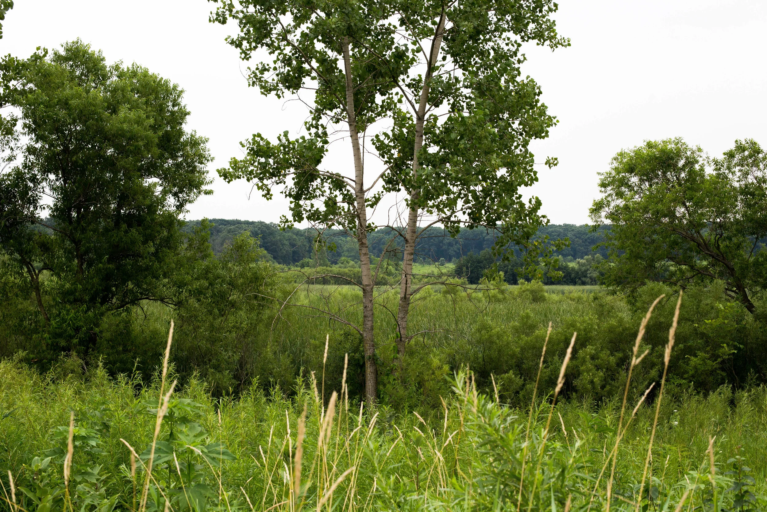 twin trees.jpg