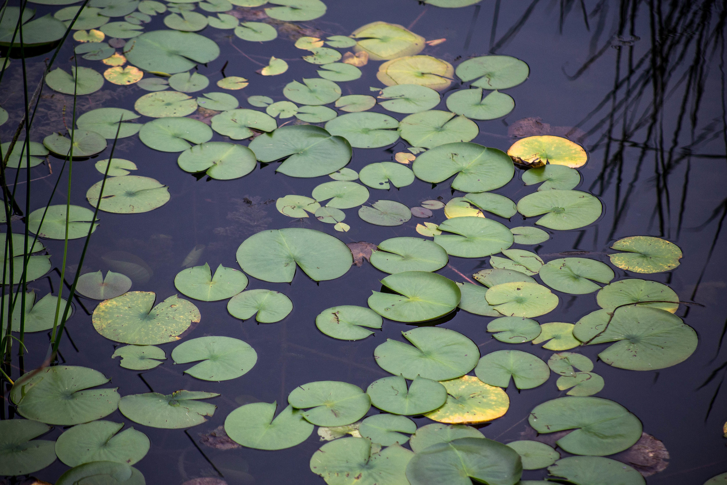 Hidden Lakes