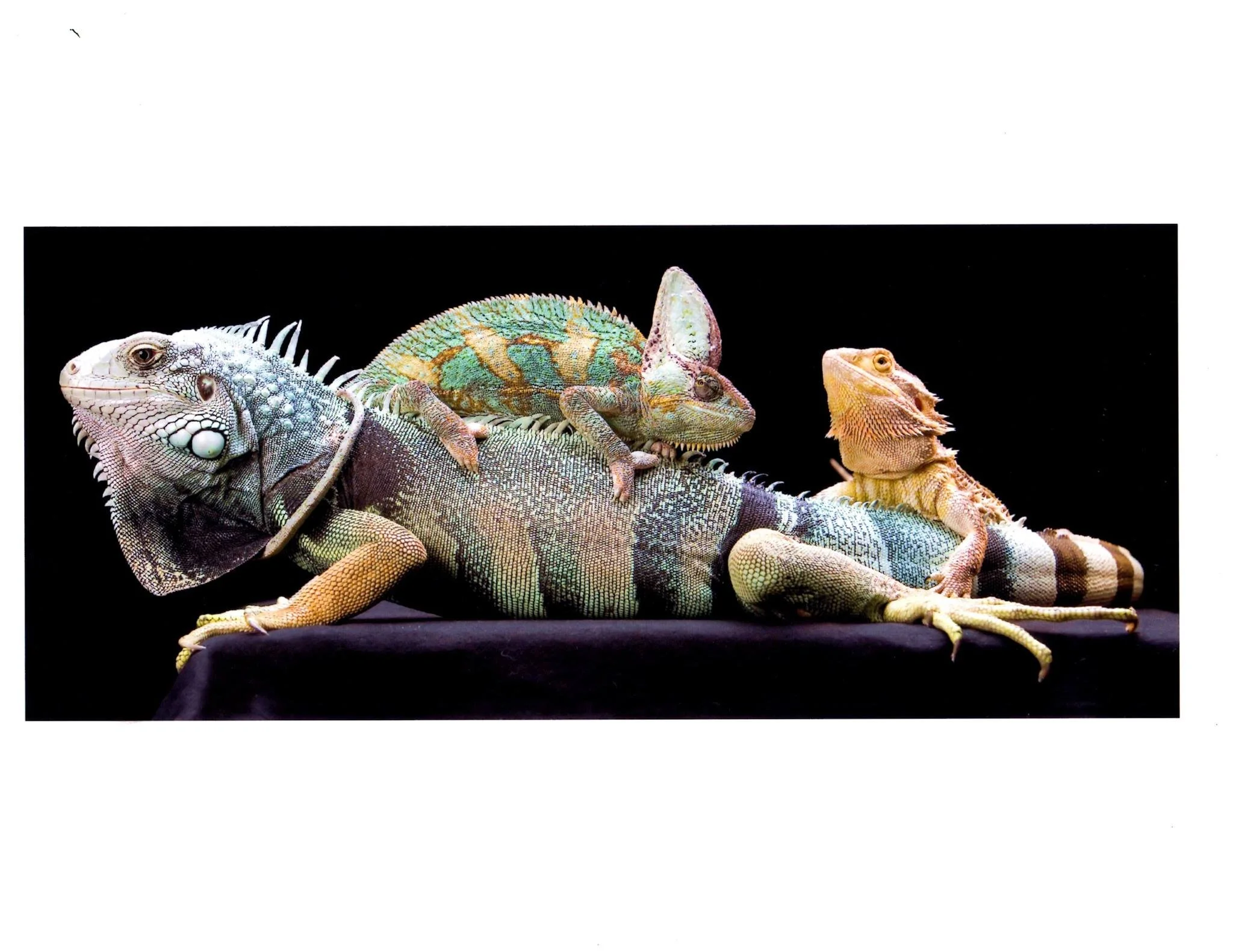 Reptile Show with the Waffadilla Food Truck - August 8 >>