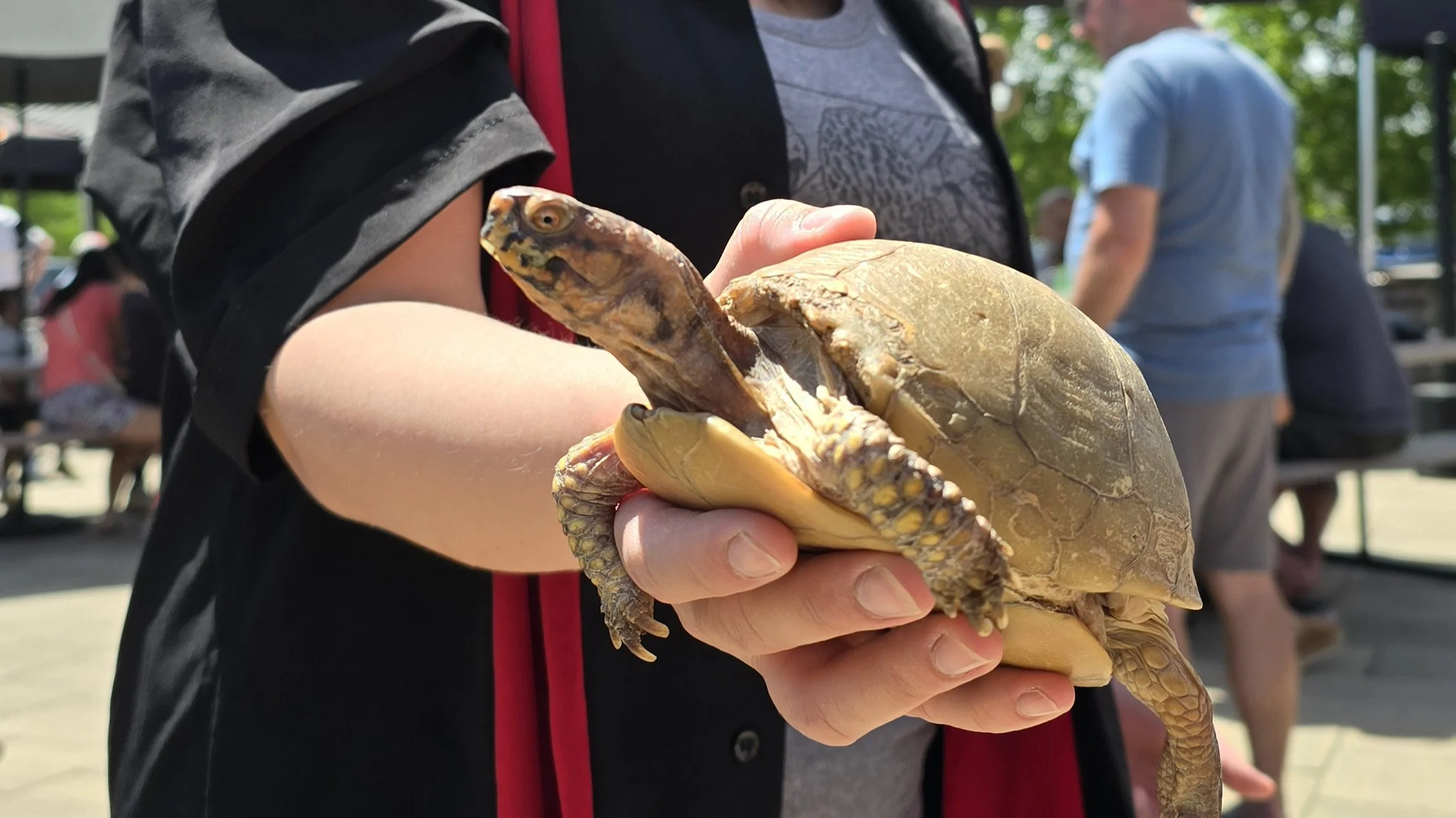 TURTLE RACES - Autumn Edition with Hickory Knolls Discovery Center &amp; TamalesPlus
