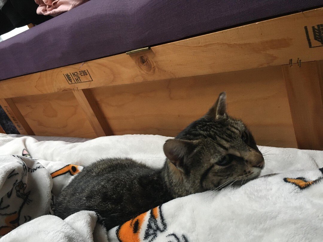 Throwback: A kitty resting on a kitty themed blanket.
.
.
.
.
.
.
.
#cat #catsofinstagram #of #catstagram #instagram #catlover #catlovers #catlife #instacat #kitten #kitty #love #meow #pet #cute #dog #catoftheday #pets #kittens #gato #animals #world 