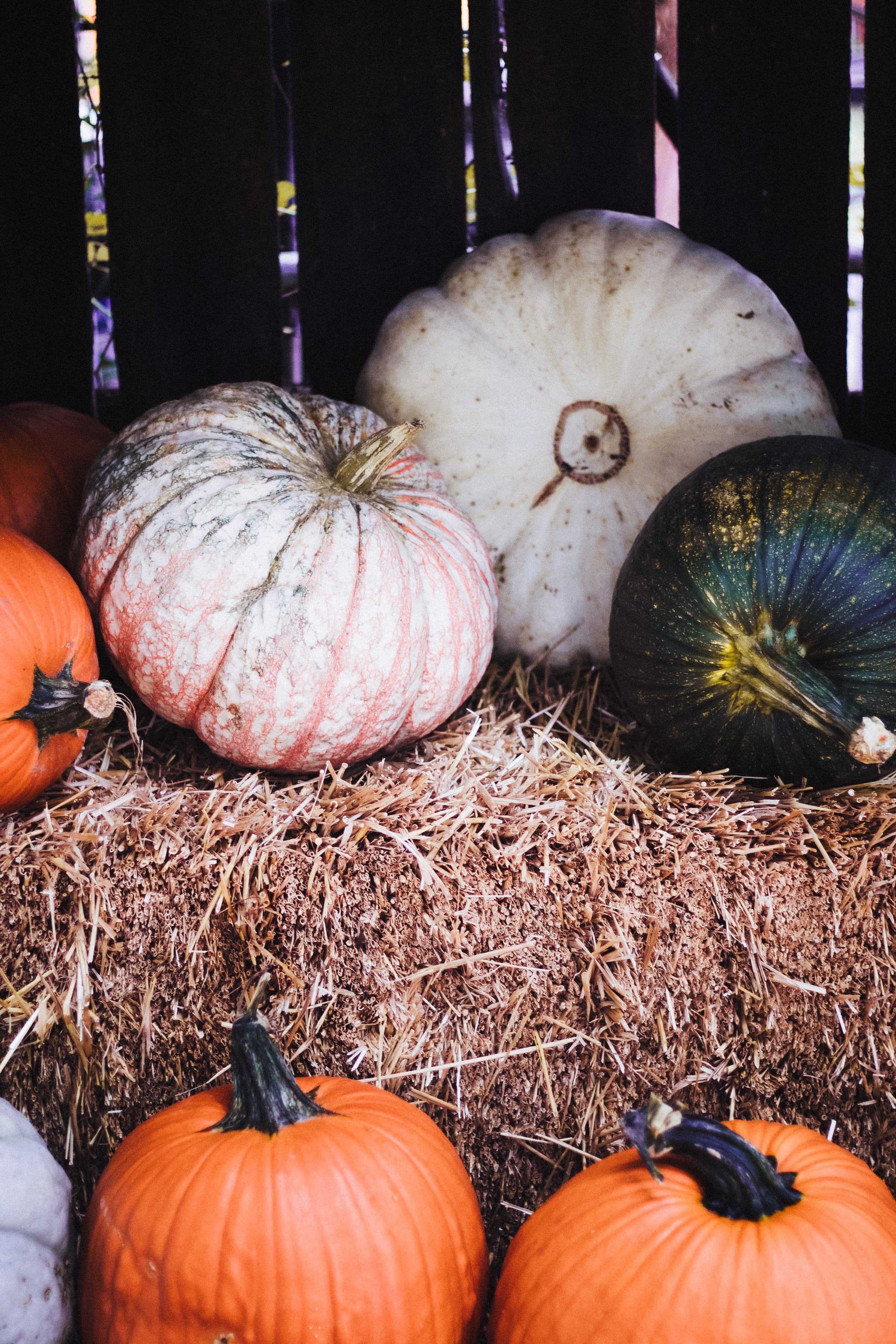PBD Pumpkin Patch-10.jpg