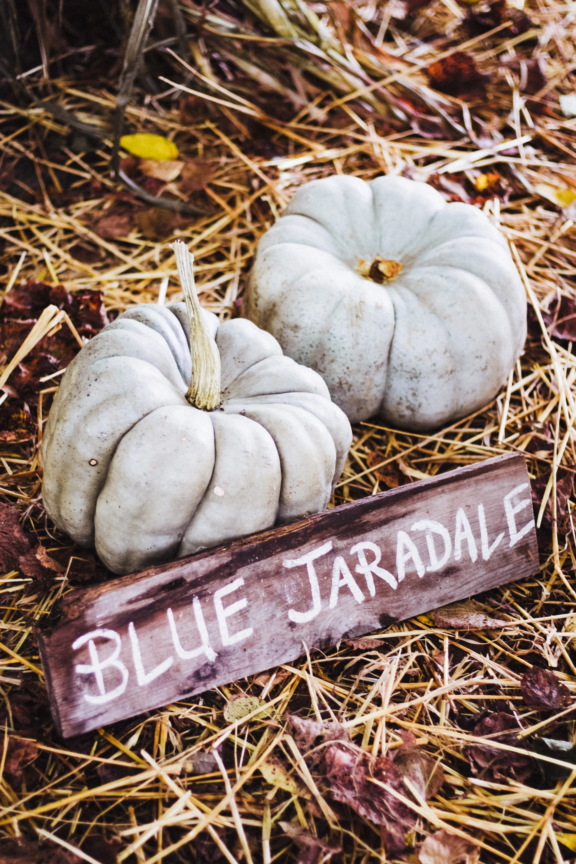 PBD Pumpkin Patch-14.jpg