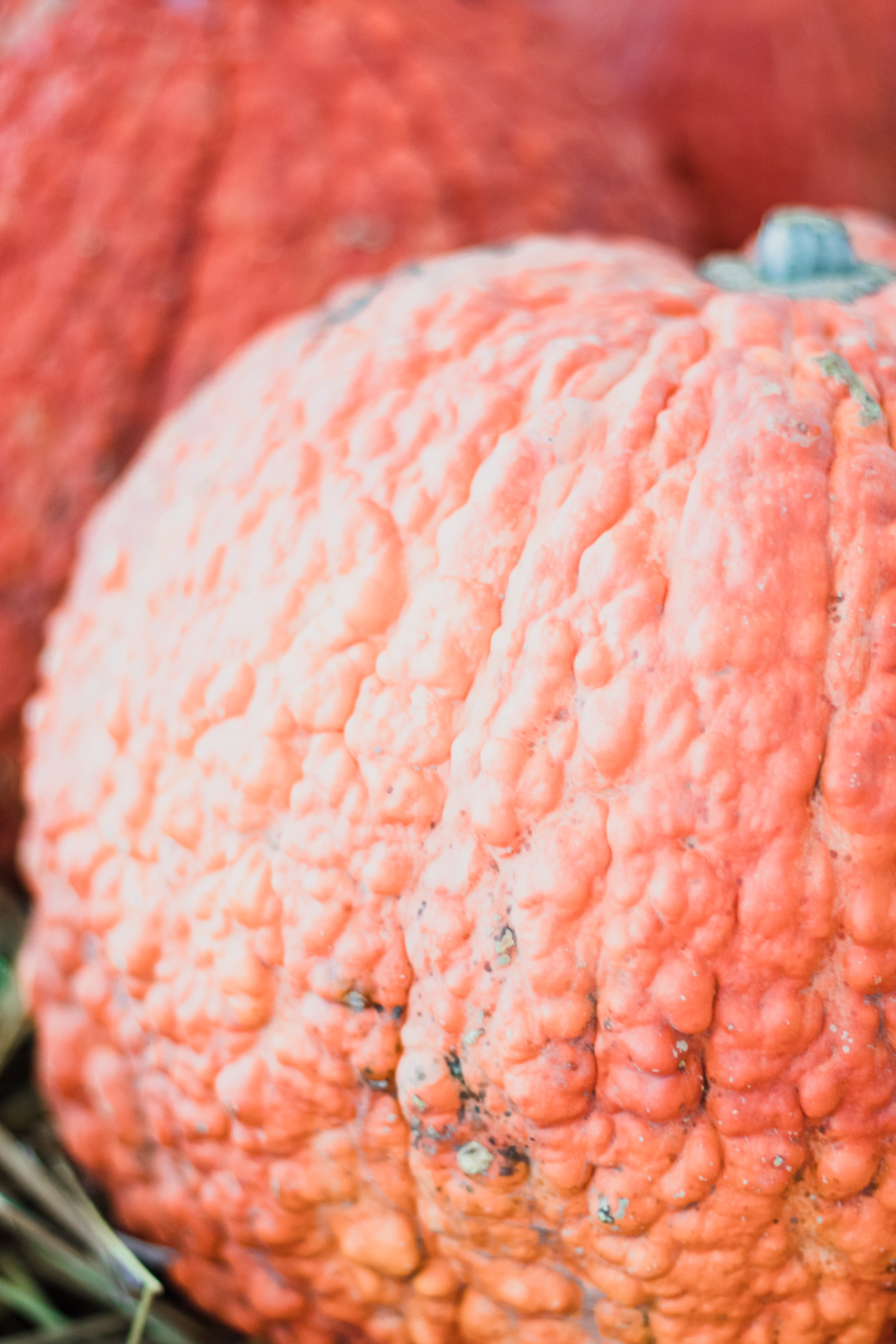 PBD Pumpkin Patch-23.jpg