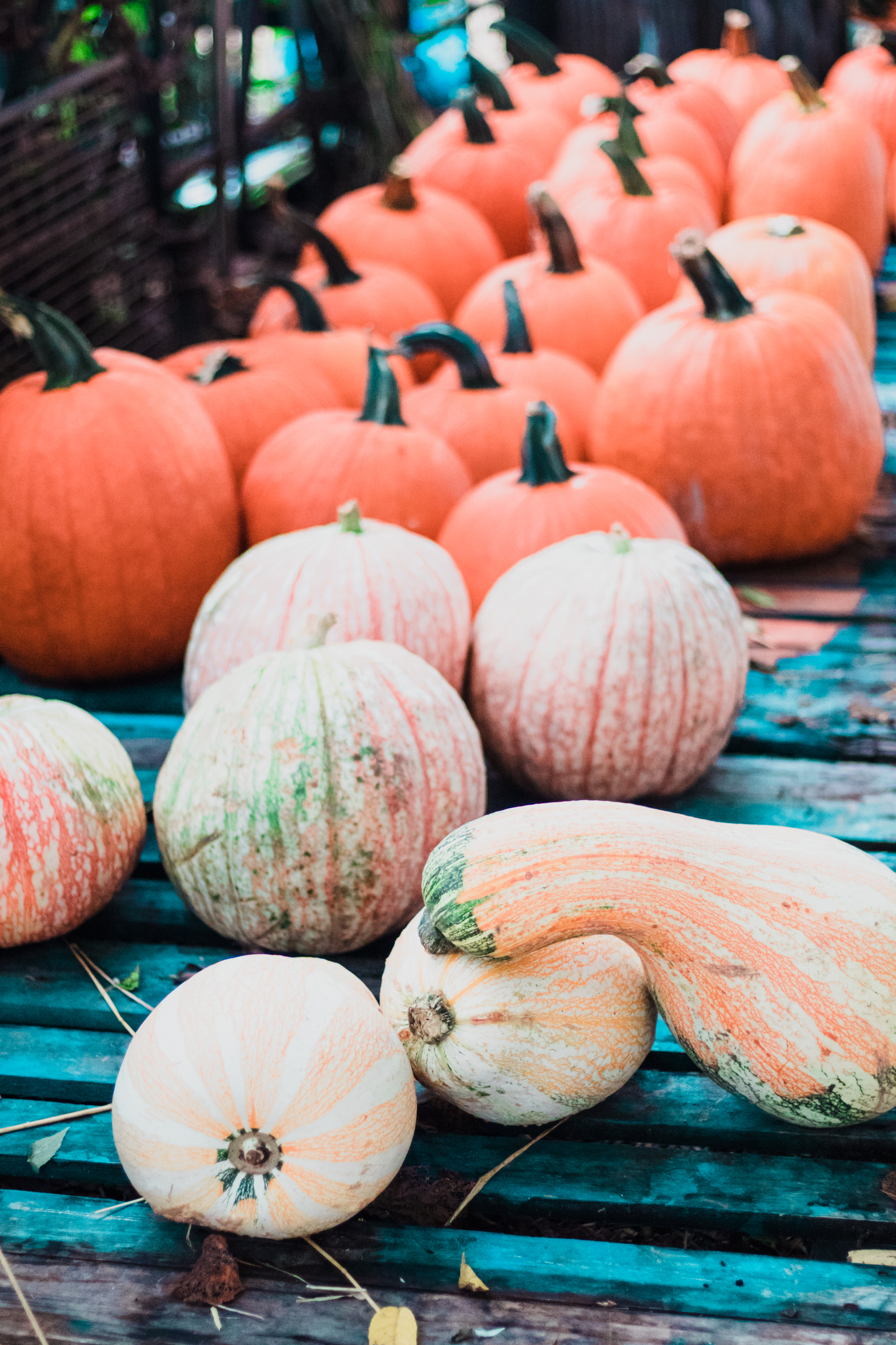 PBD Pumpkin Patch-22.jpg
