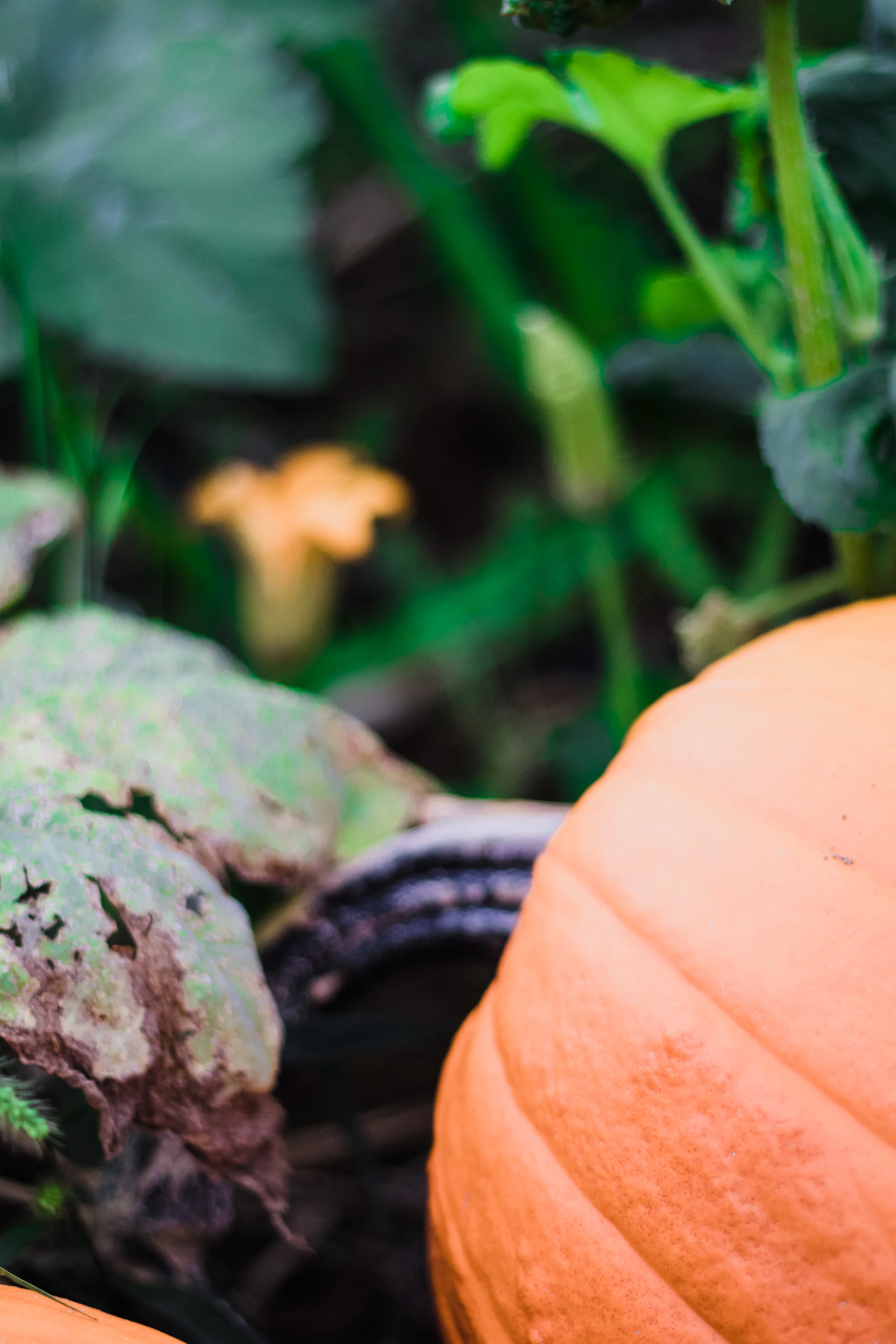 PBD Pumpkin Patch-25.jpg