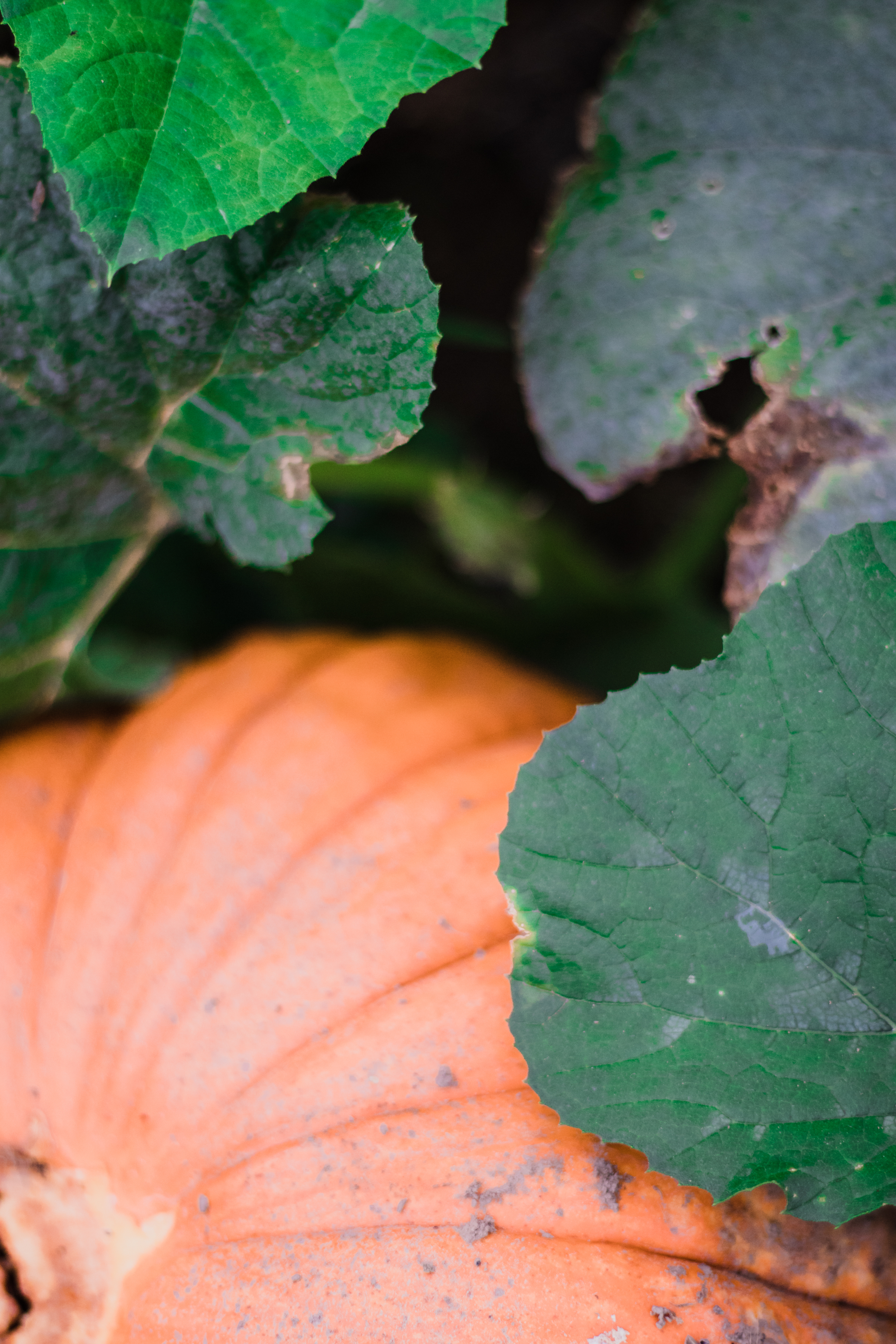 PBD Pumpkin Patch-26.jpg