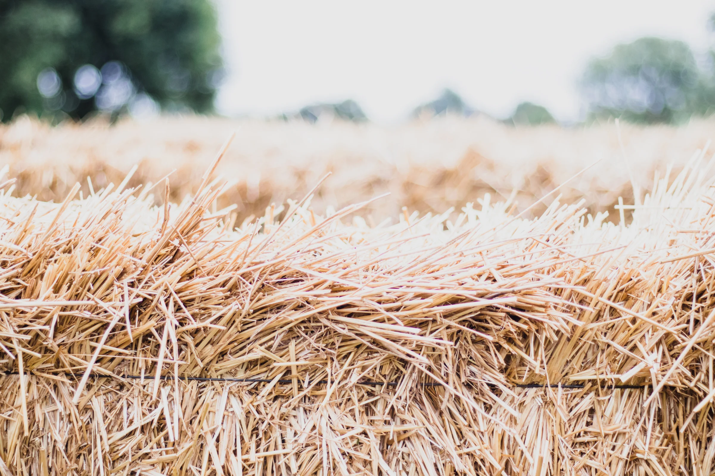 PBD Pumpkin Patch-29.jpg