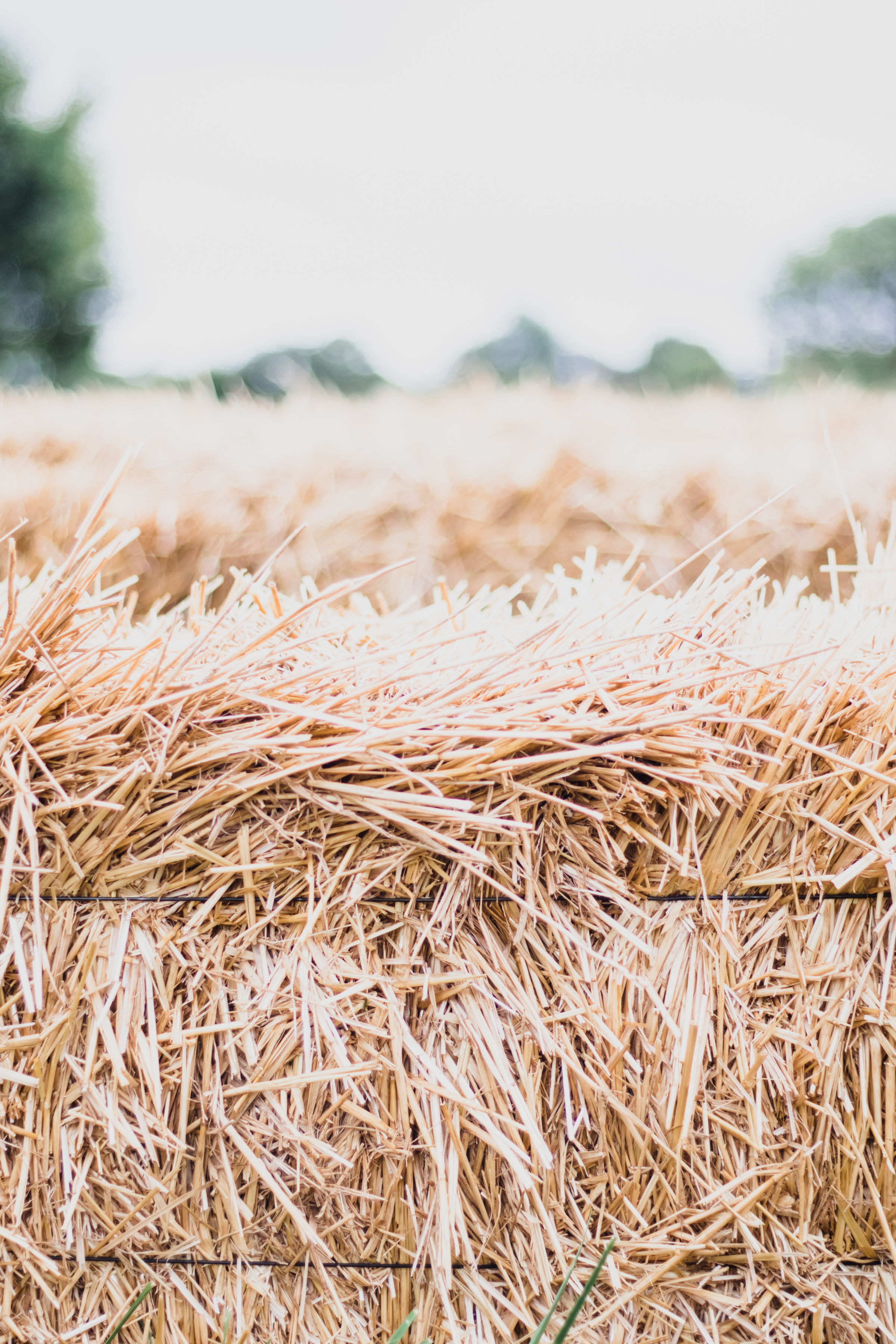 PBD Pumpkin Patch-30.jpg