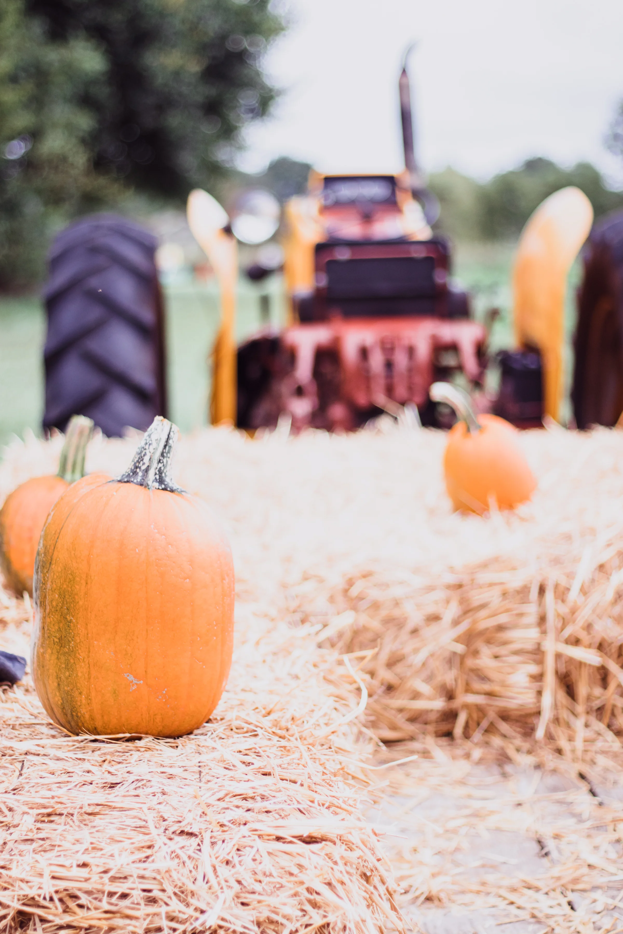 PBD Pumpkin Patch-32.jpg