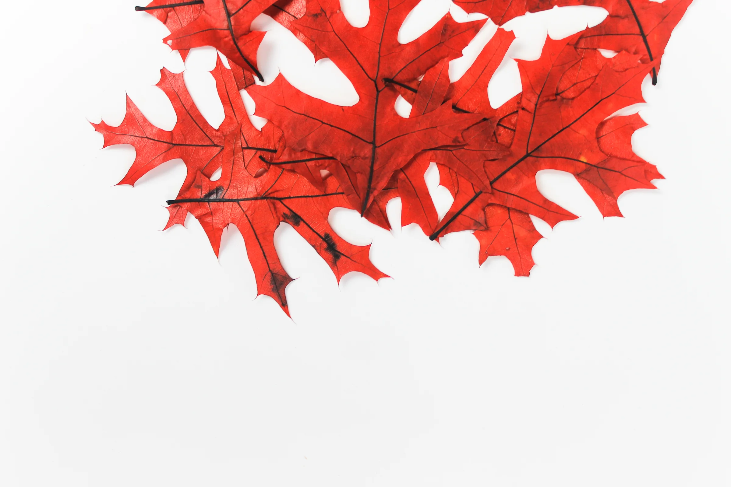 PBD crisp-autumn flatlays-4.jpg