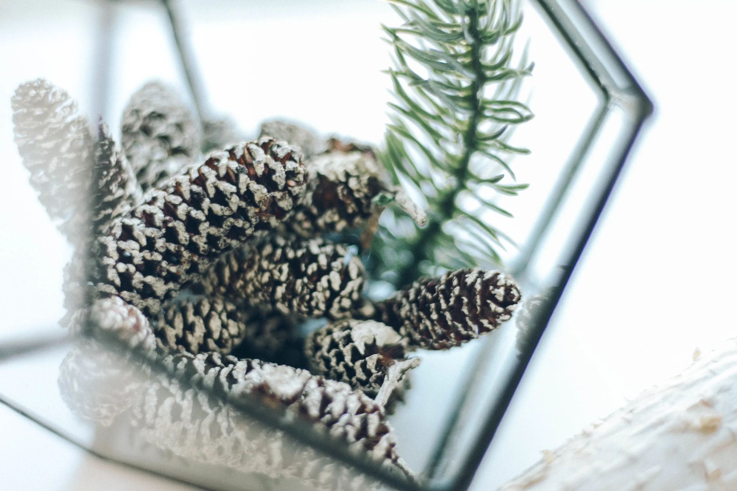 PBD Crisp Winter-25.jpg