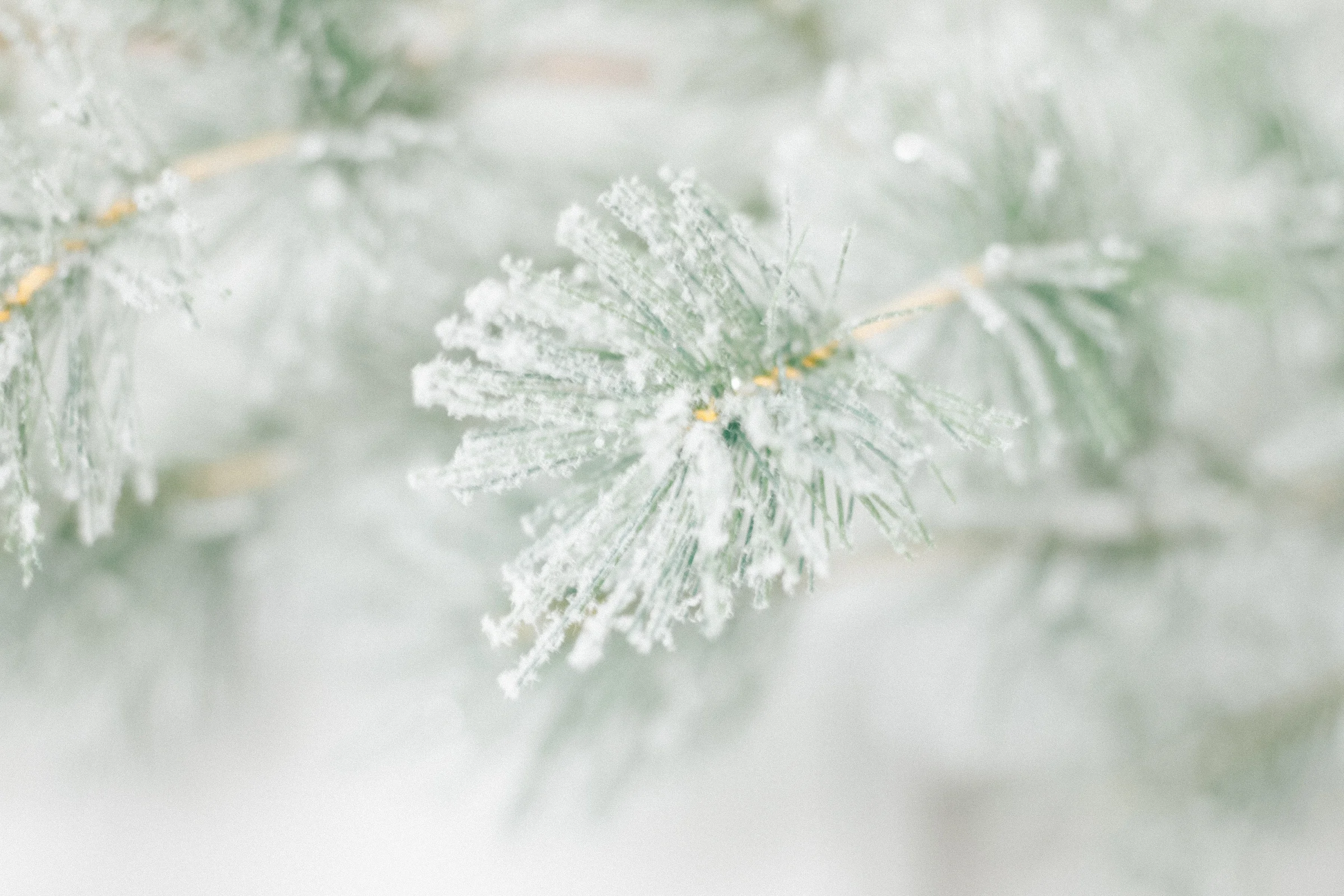 PBD-Holiday-Trimmings-19.jpg