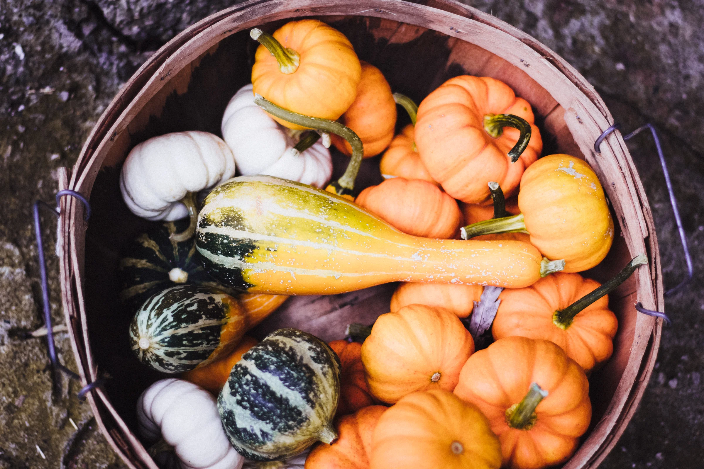 PBD Pumpkins and Gourds-2.jpg