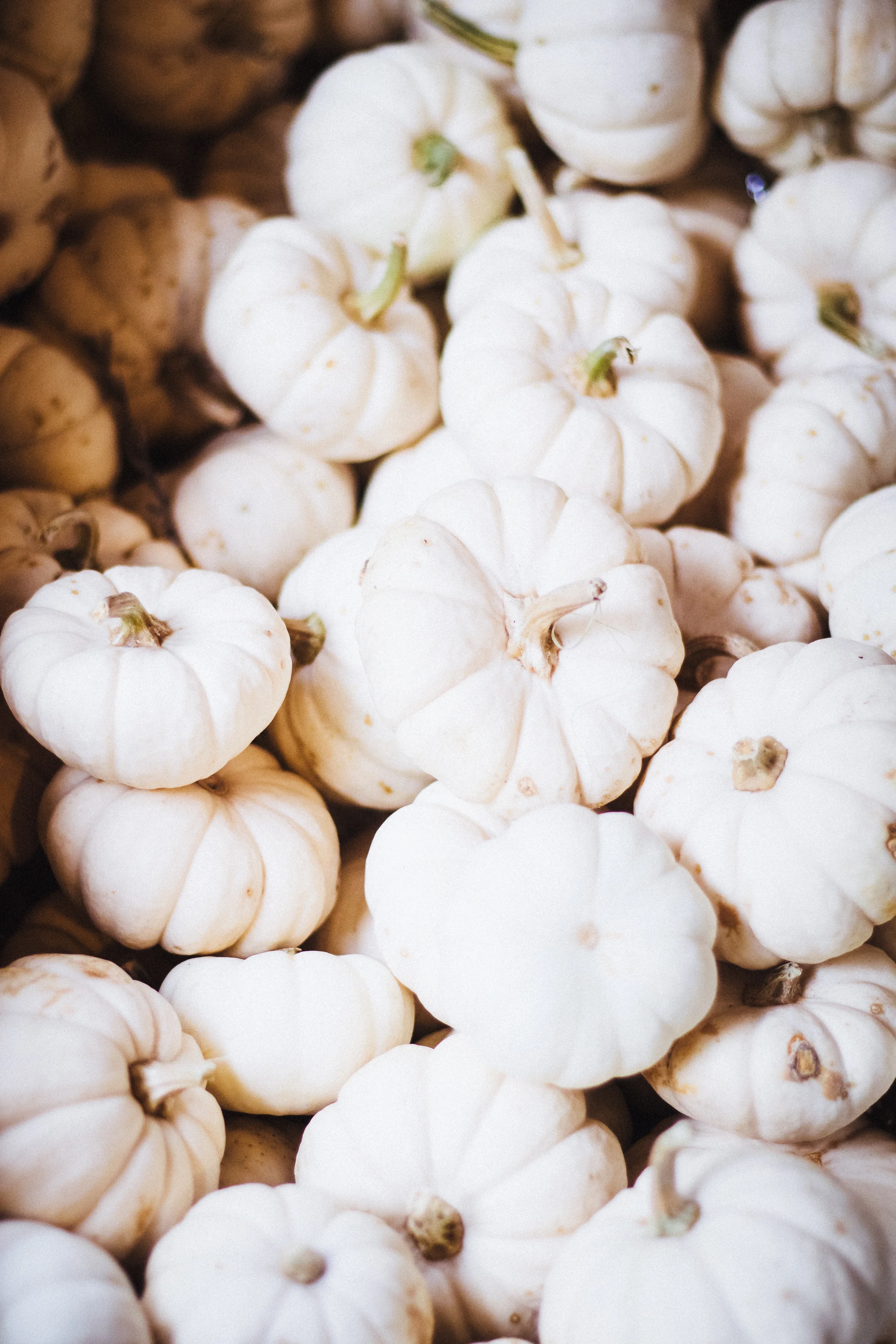 PBD Pumpkins and Gourds-10.jpg