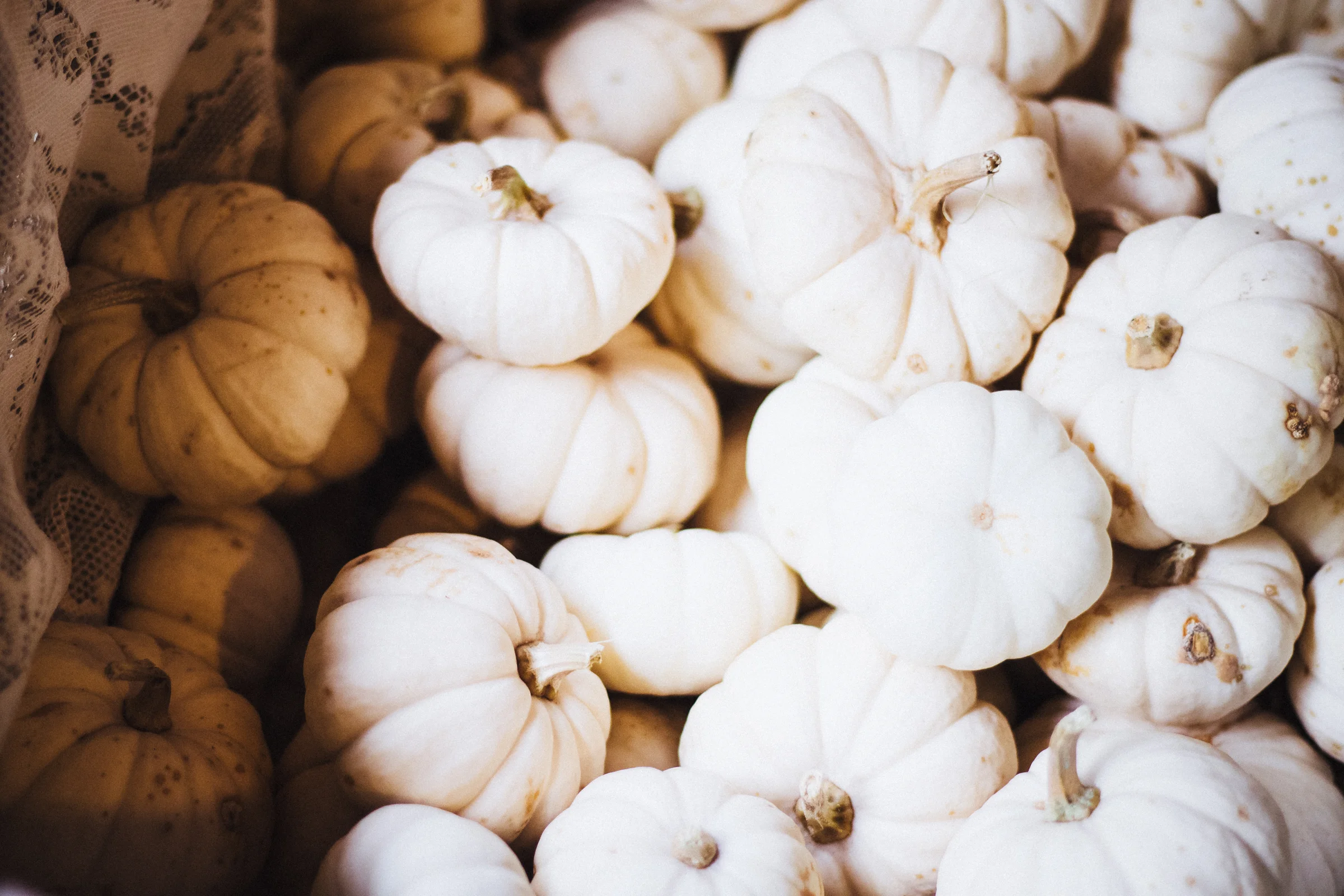 PBD Pumpkins and Gourds-11.jpg