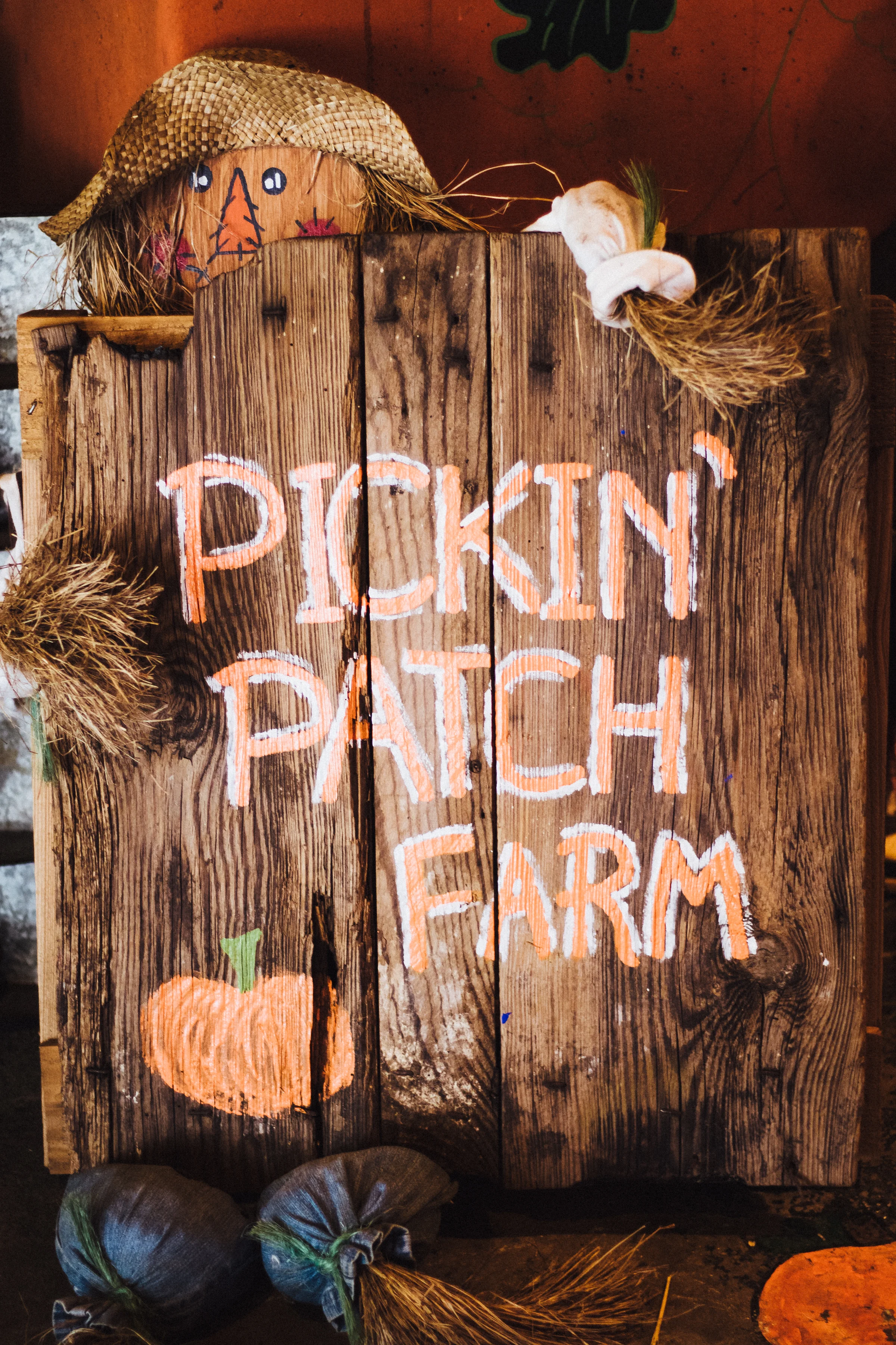 PBD Pumpkins and Gourds-12.jpg