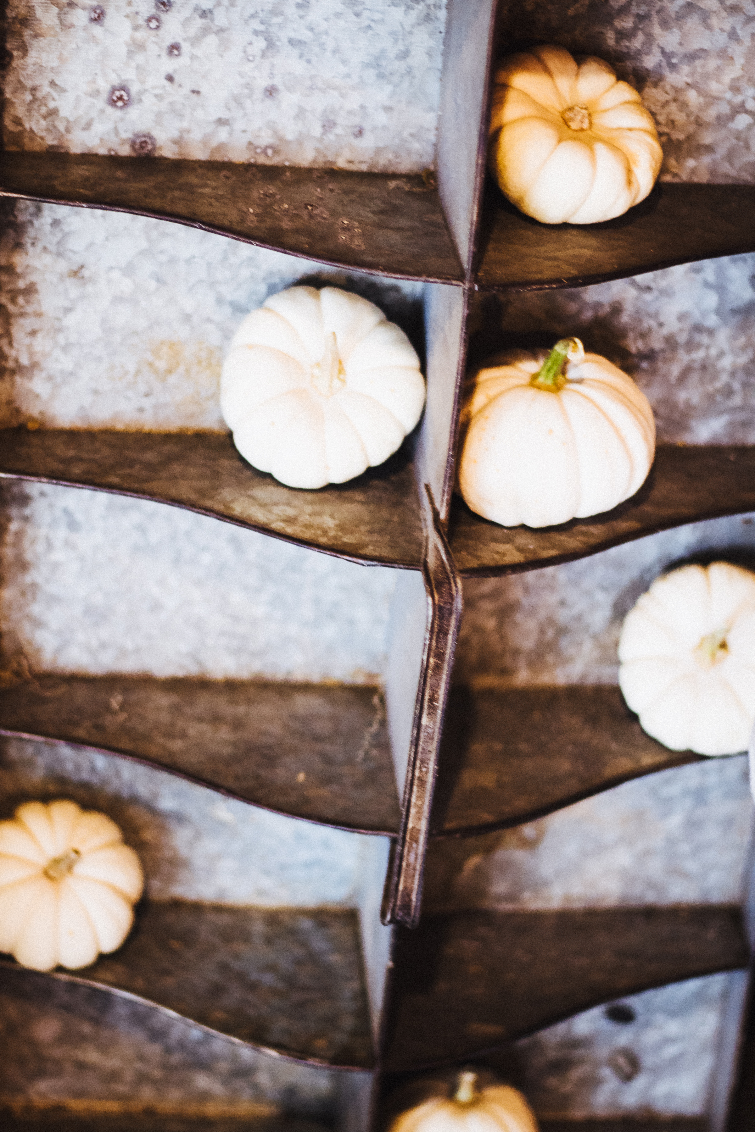 PBD Pumpkins and Gourds-15.jpg