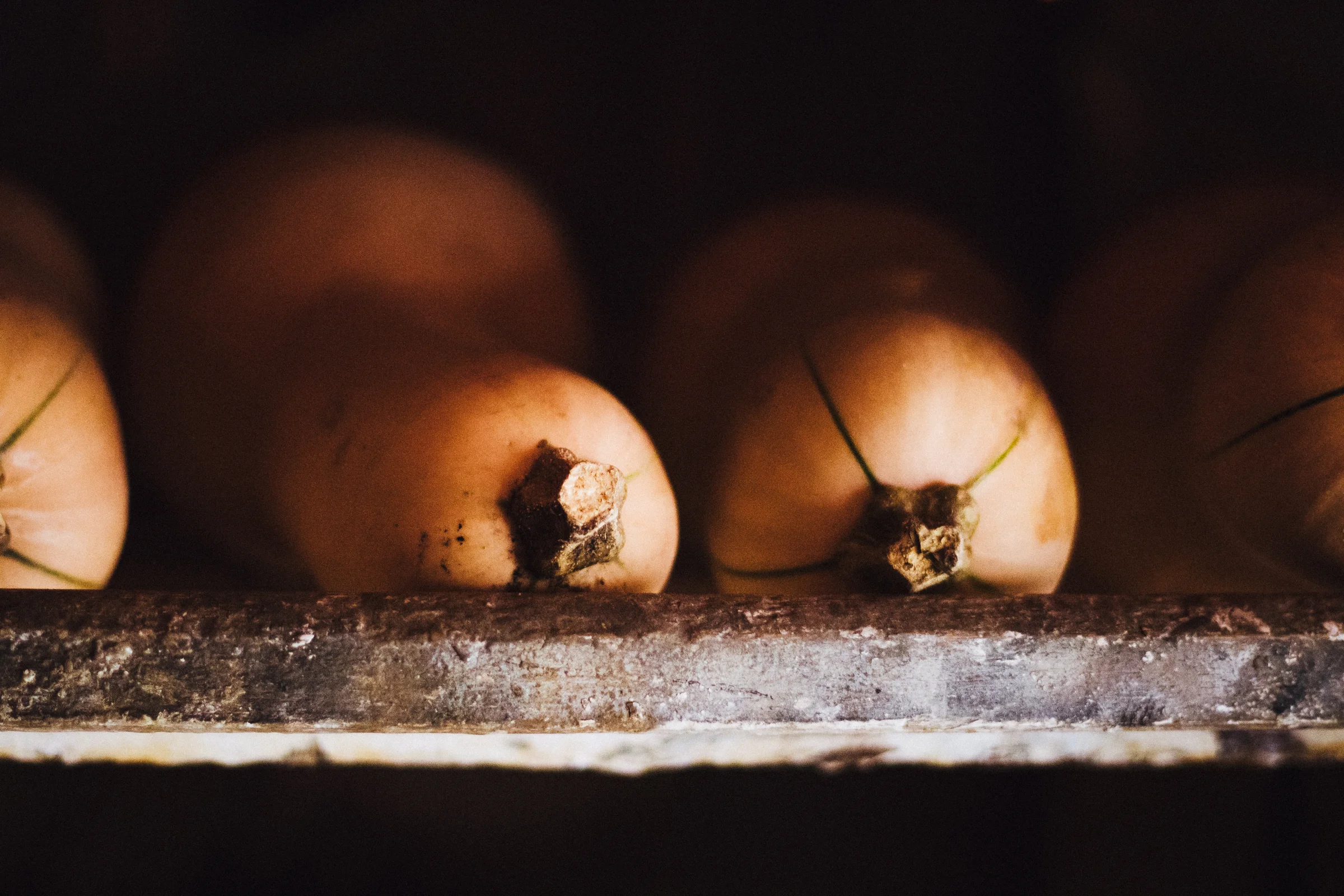 PBD Pumpkins and Gourds-18.jpg