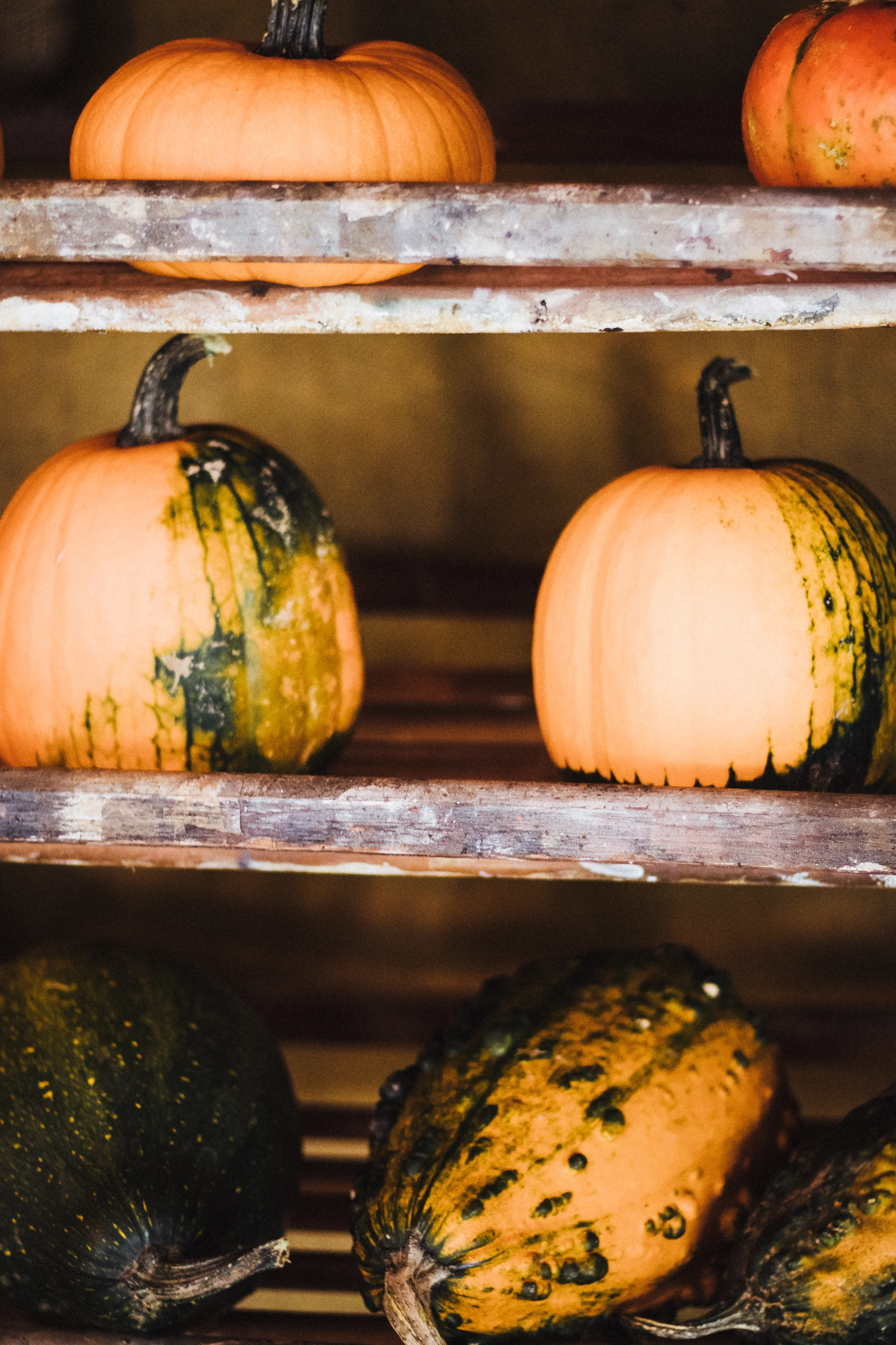 PBD Pumpkins and Gourds-23.jpg